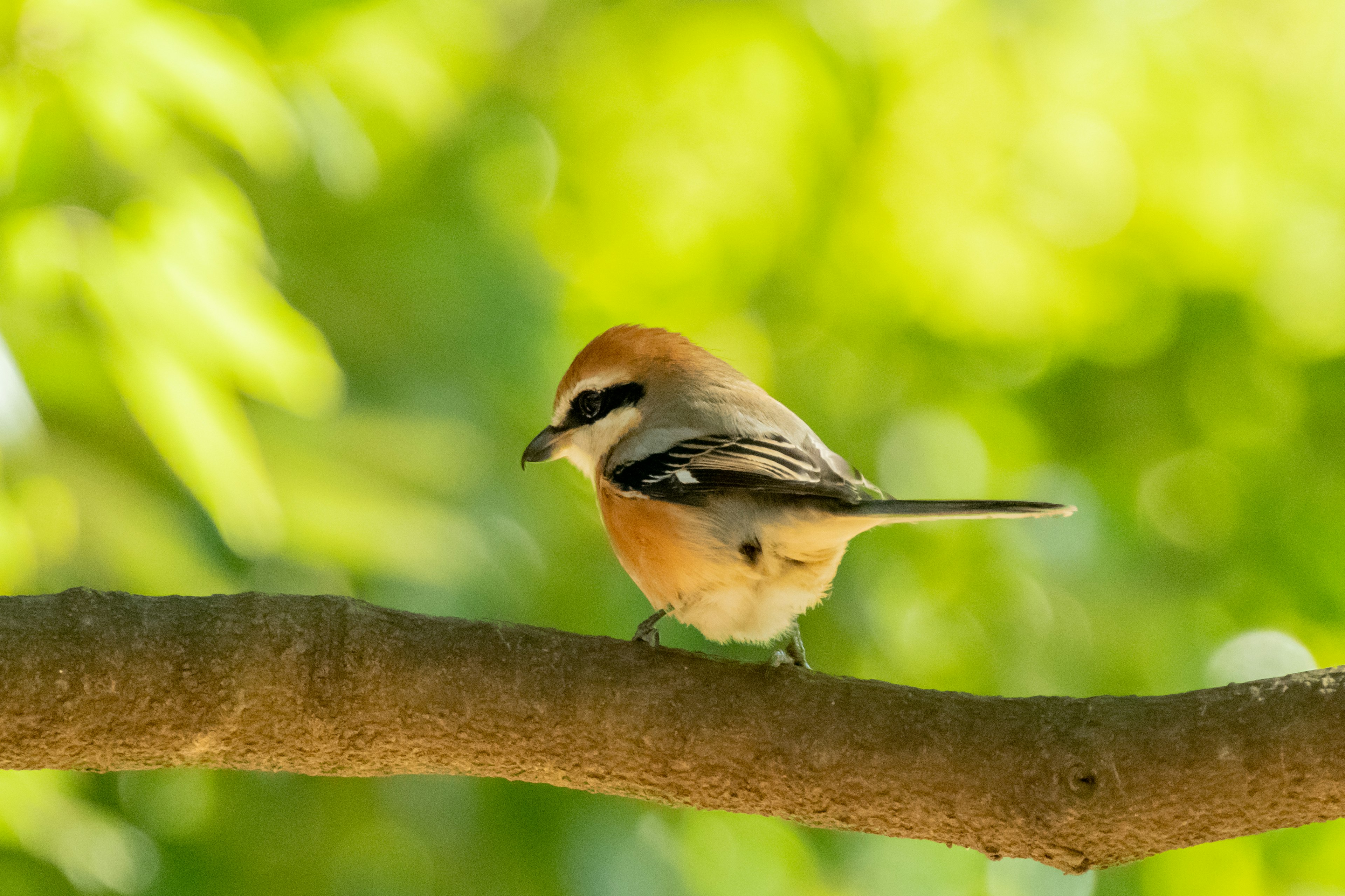 Ein brauner und weißer Vogel sitzt auf einem Ast vor einem verschwommenen grünen Hintergrund