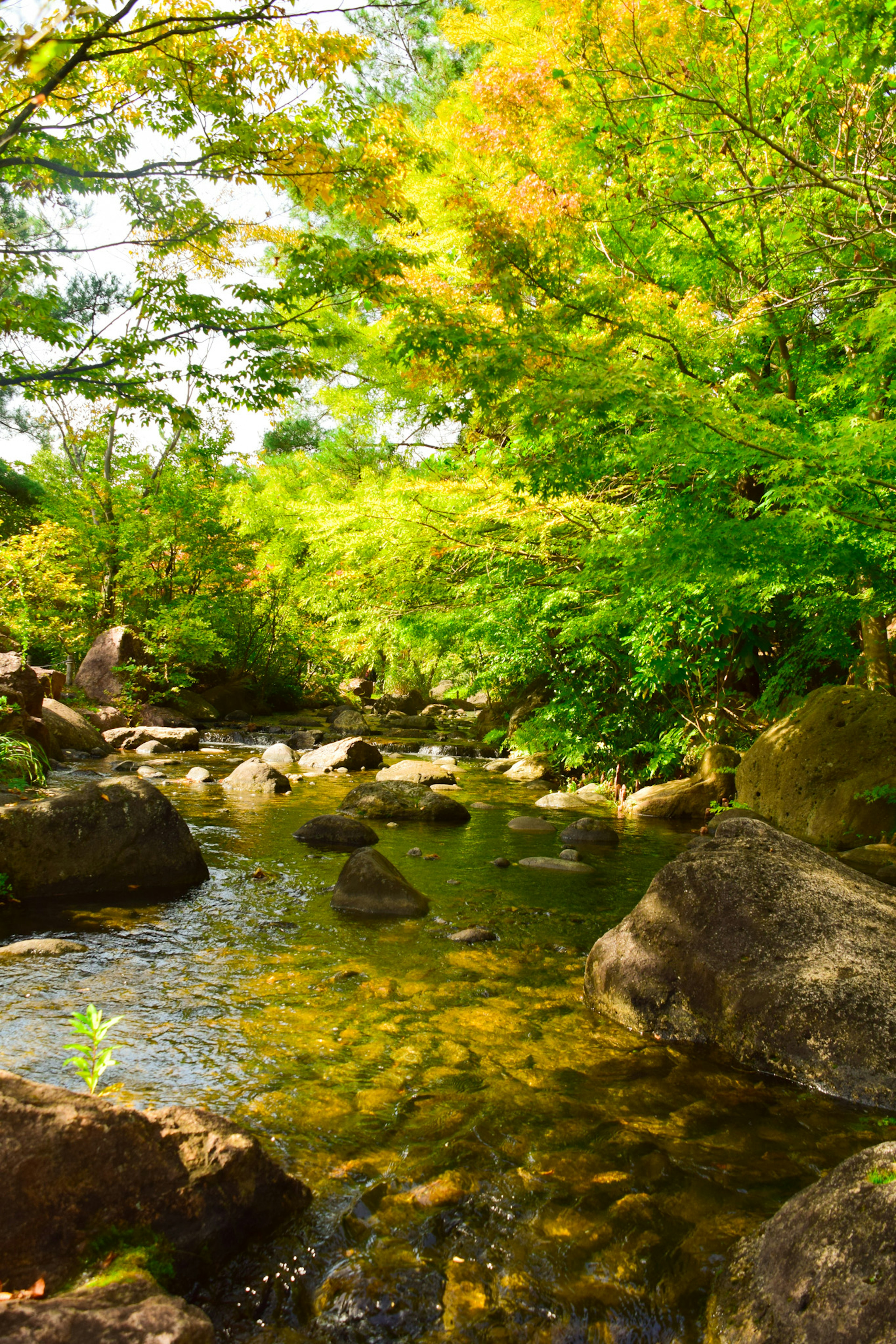 Scène de rivière luxuriante avec des pierres éparpillées, lumière du soleil filtrant à travers les arbres