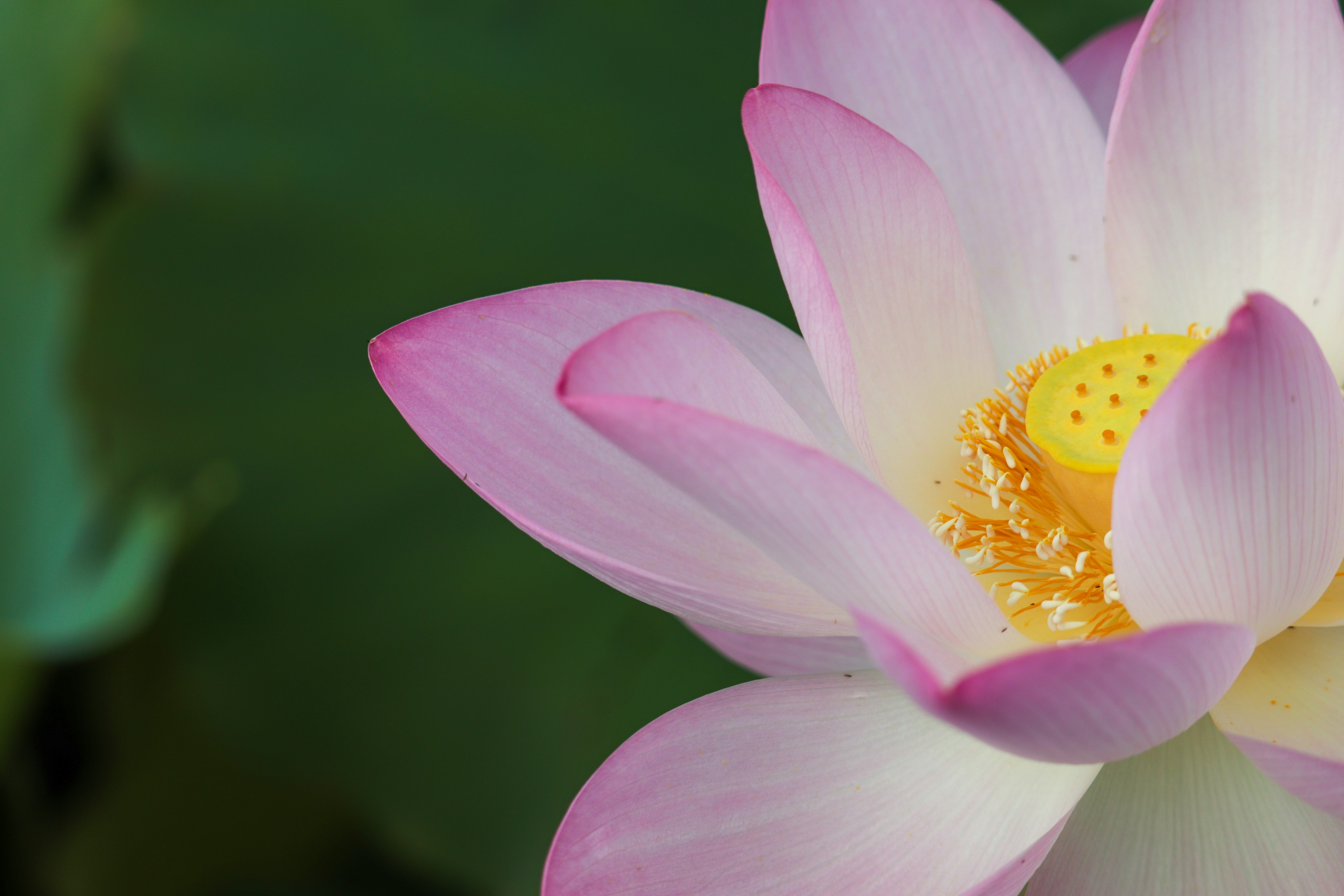 Primo piano di un bellissimo fiore di loto con petali rosa e un centro giallo