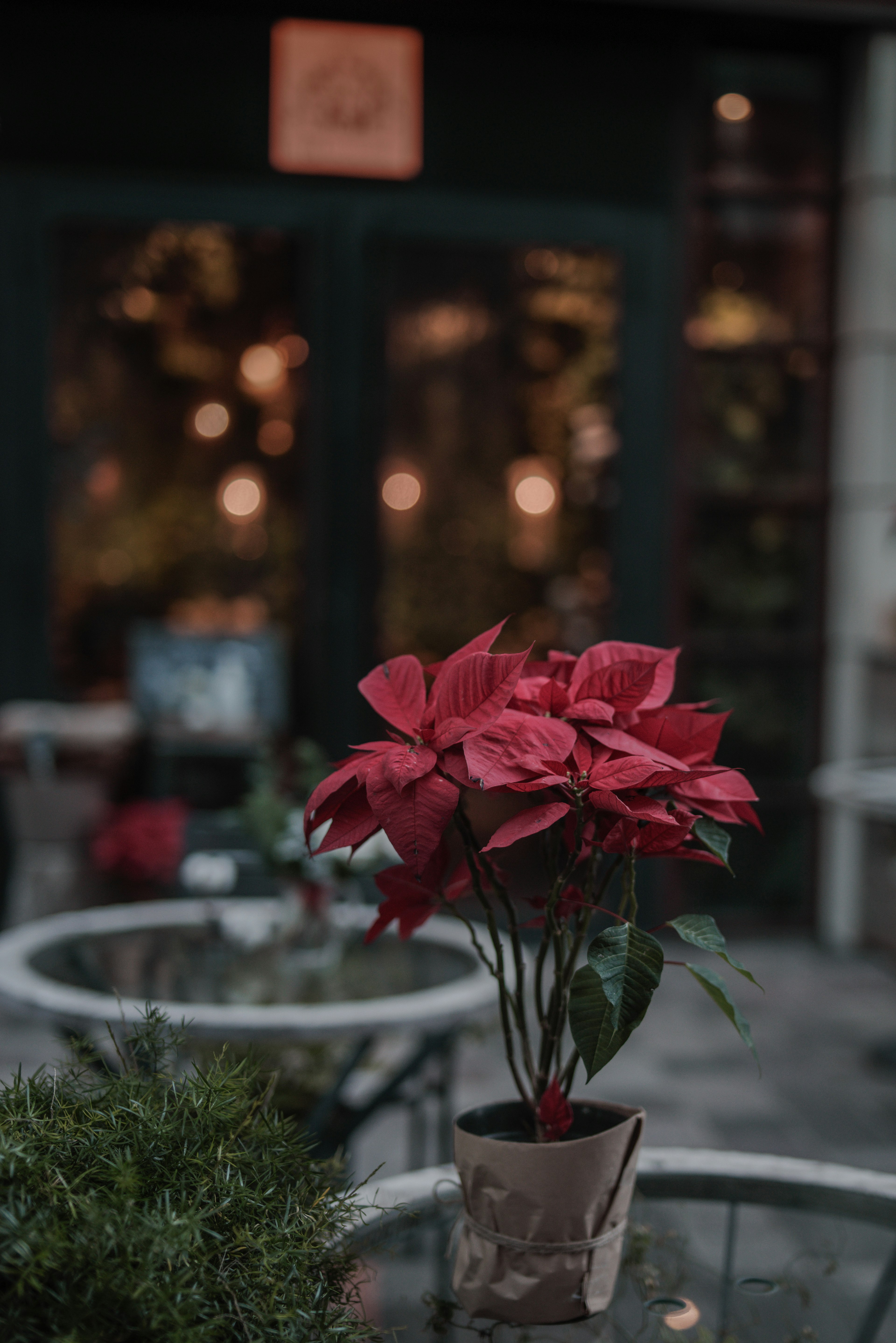 Sebuah pot poinsettia merah di atas meja kafe dengan latar belakang kabur