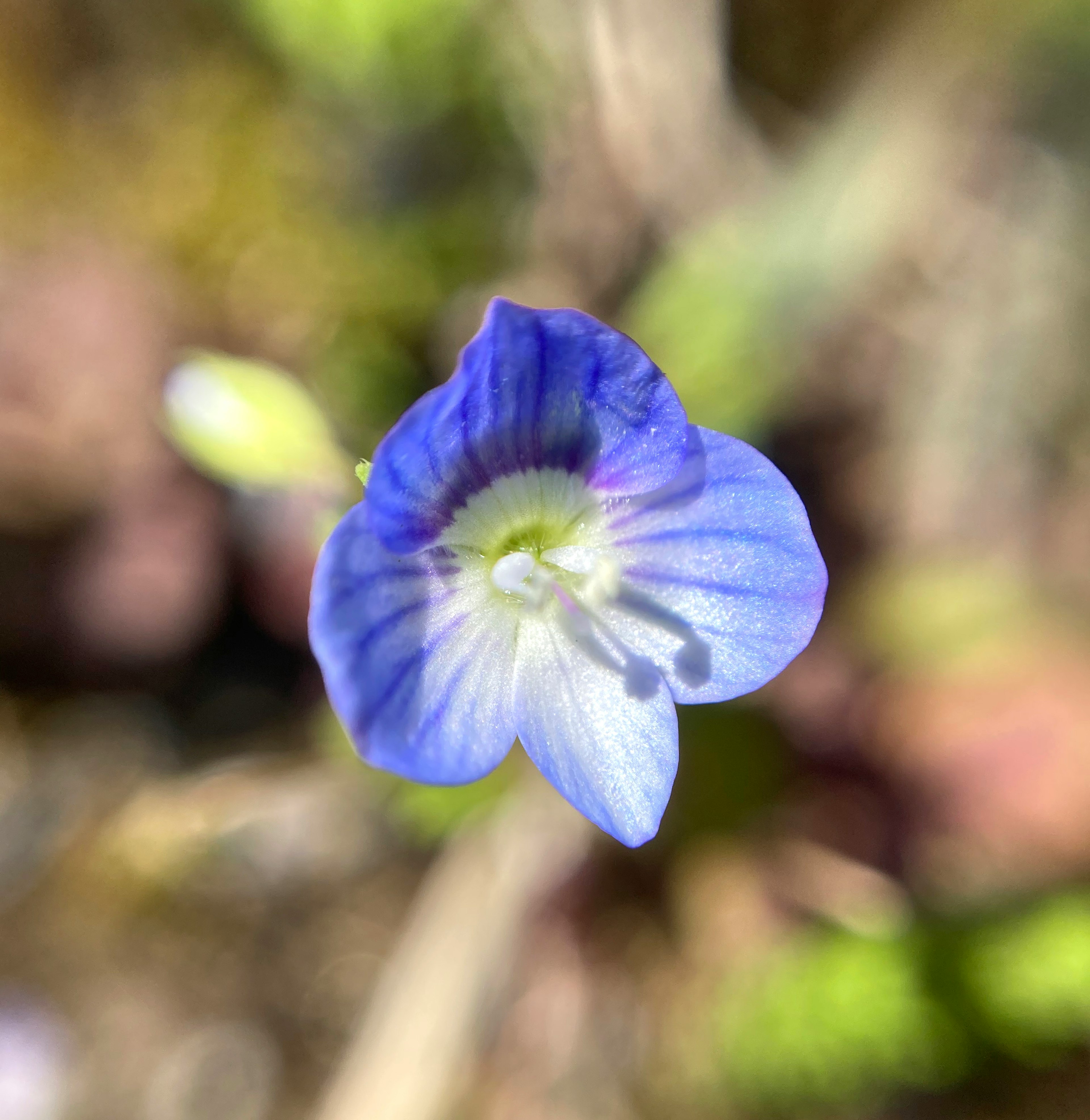 Acercamiento de una pequeña flor azul vibrante