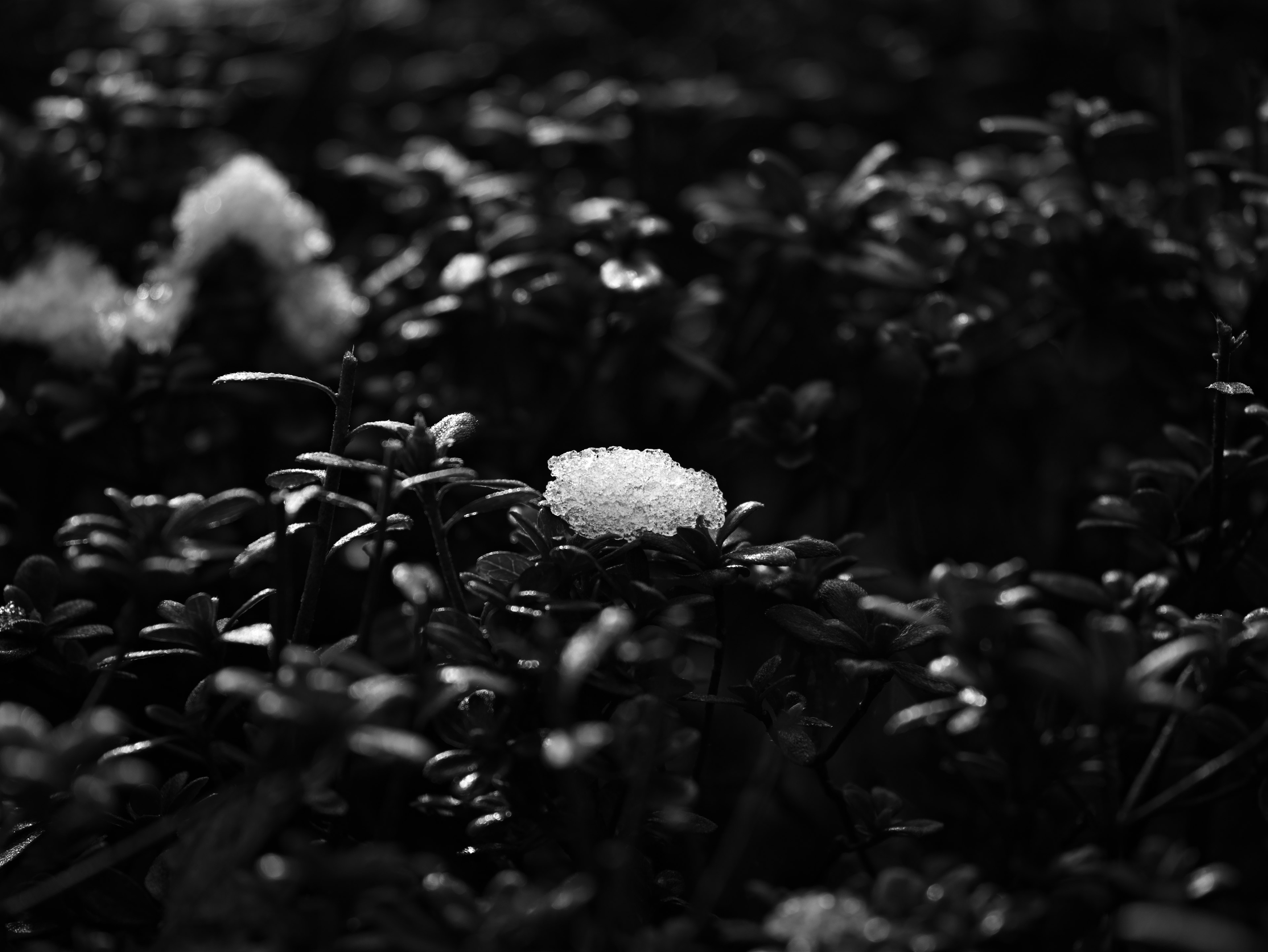 Un fiore bianco tra foglie verdi scure in un ambiente in bianco e nero