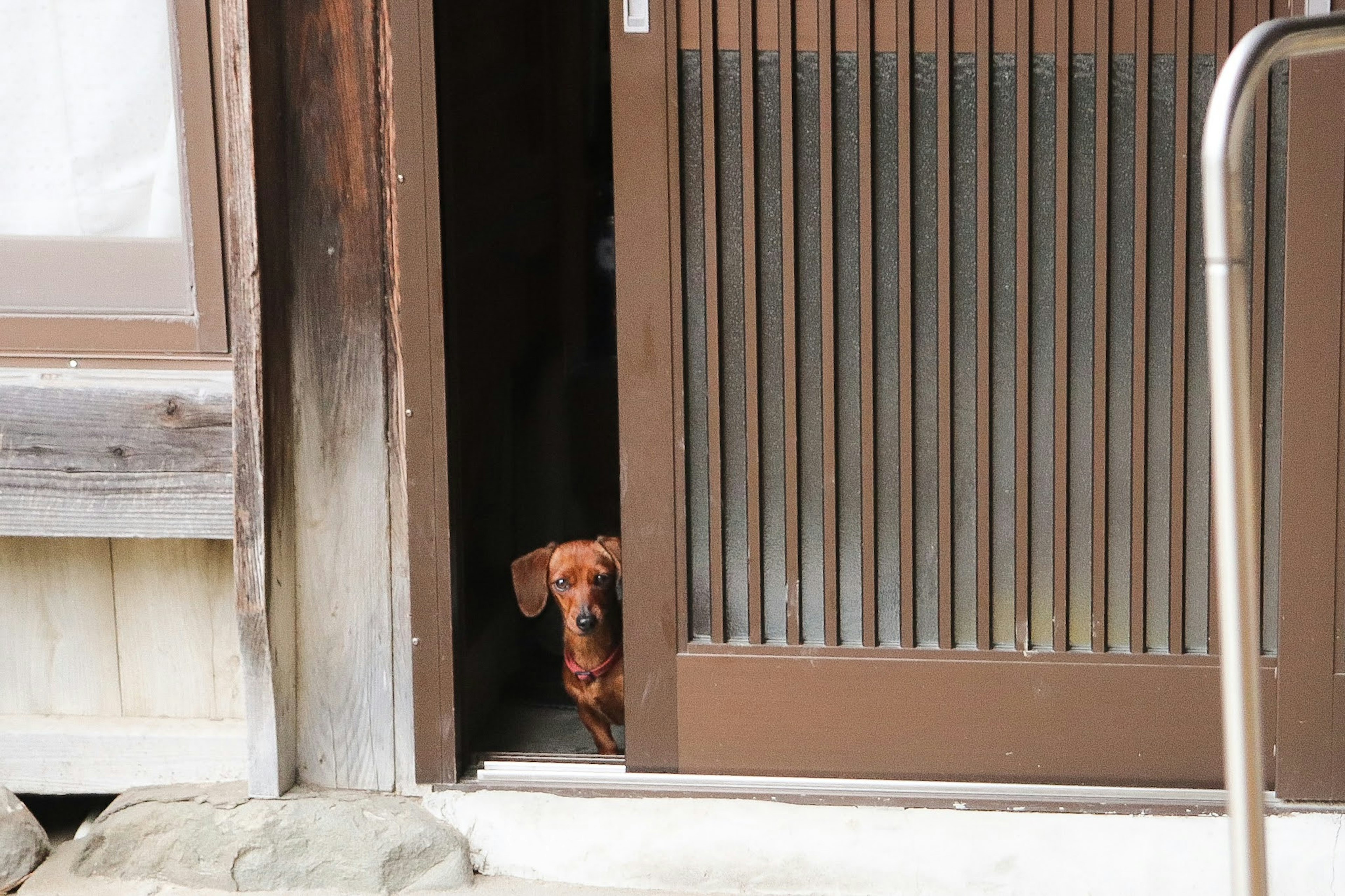 茶色の犬が戸口から顔を出している木造の家の画像