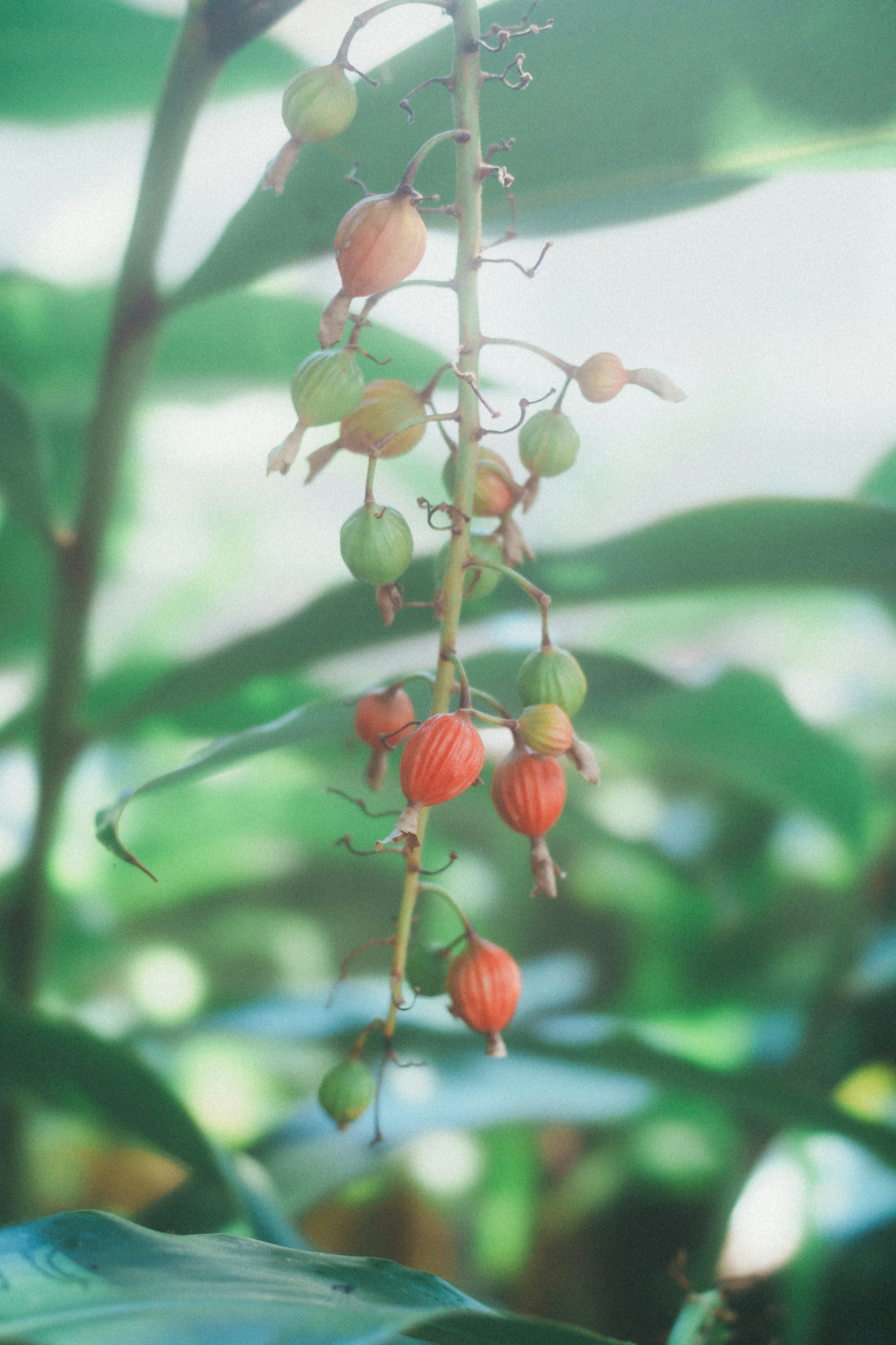 緑の葉の間に垂れ下がる赤と緑の実を持つ植物の枝