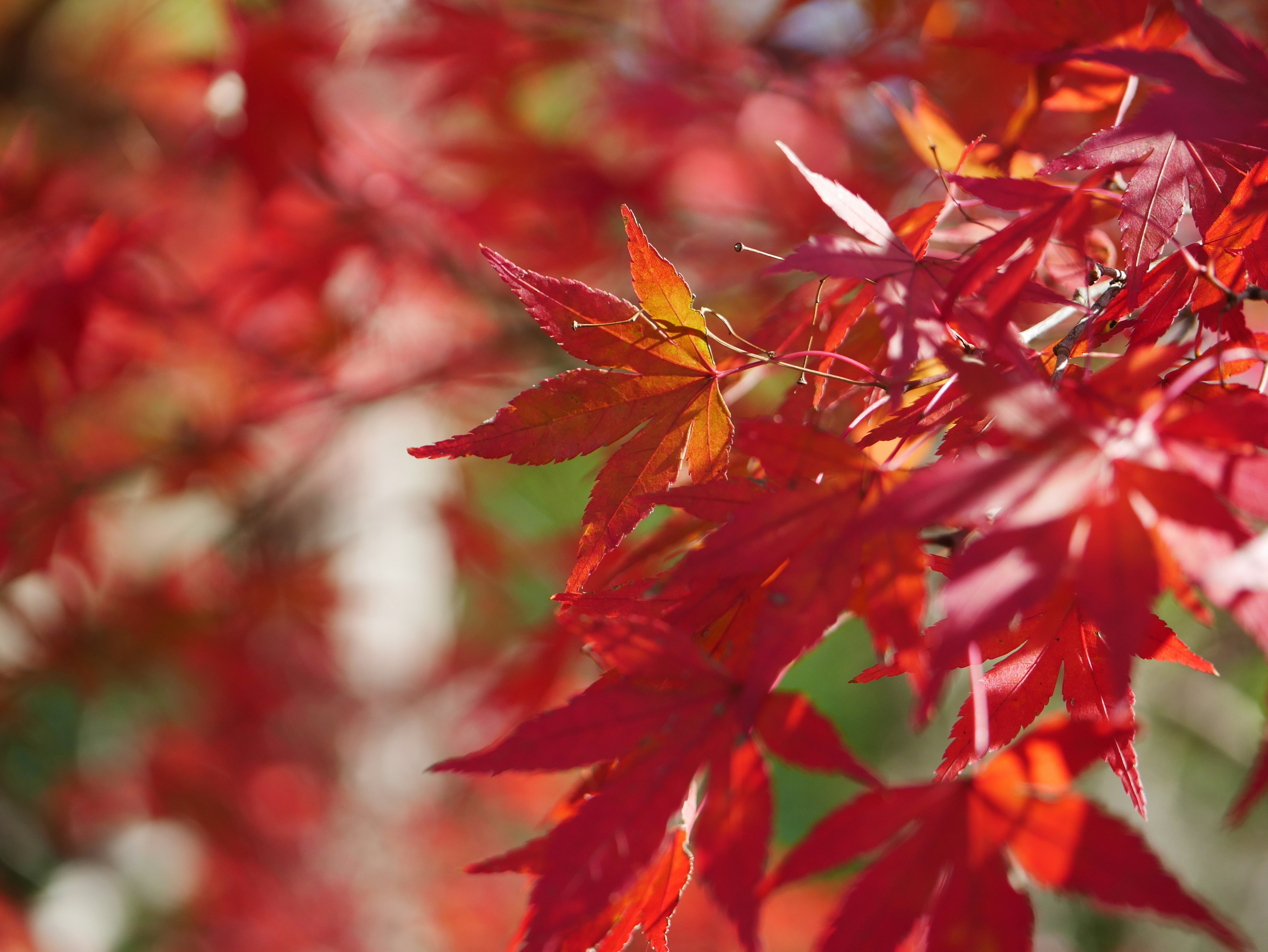 Daun maple merah cerah di cabang pohon