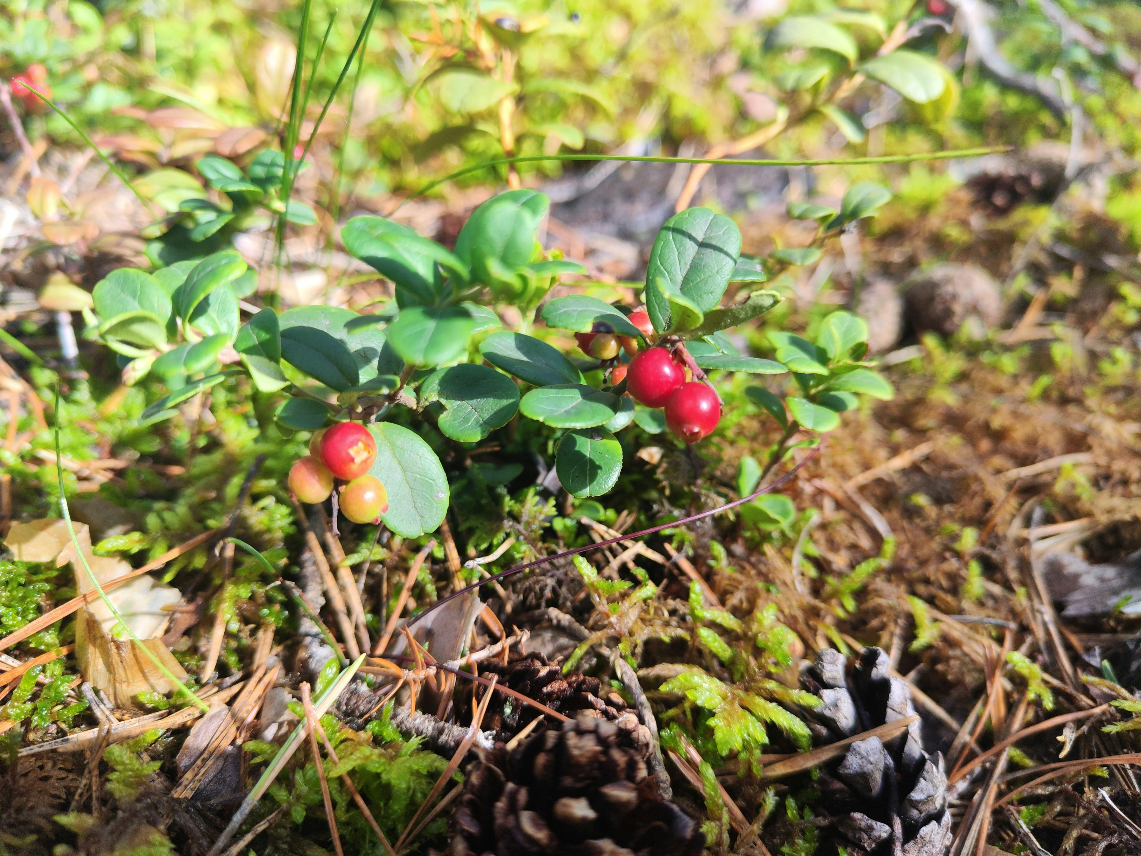 Bild einer niedrigen Pflanze mit grünen Blättern und roten Beeren