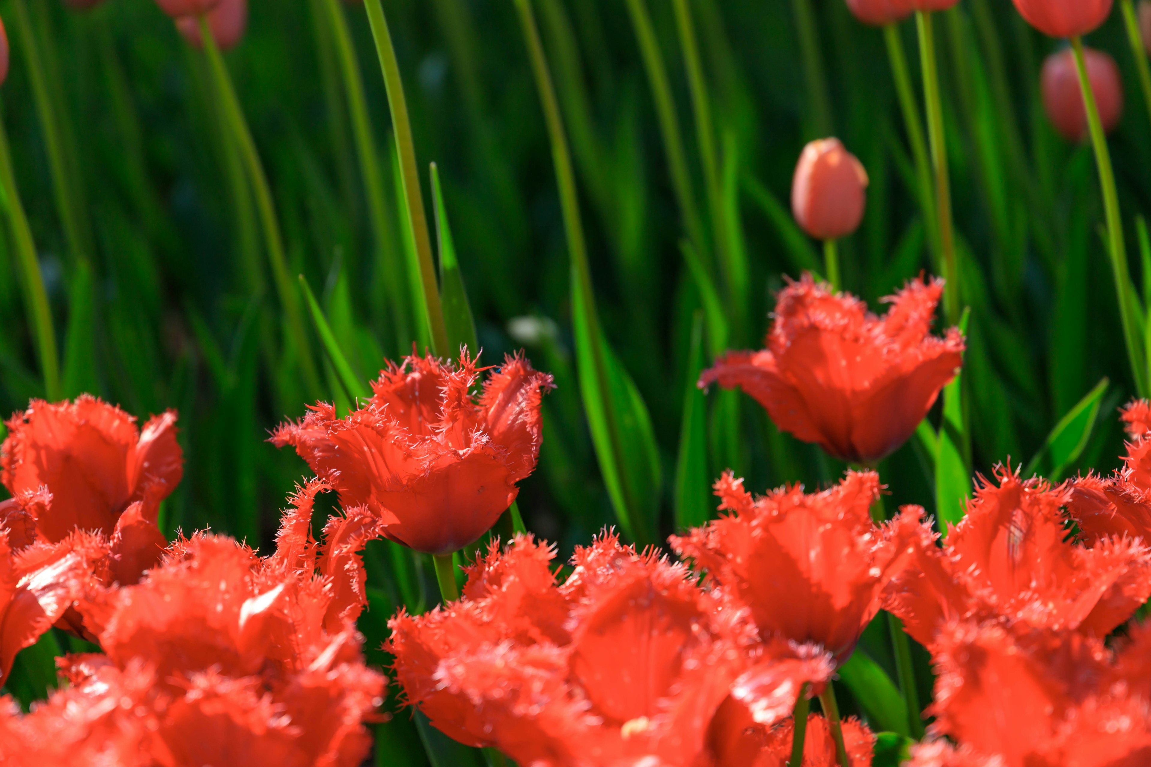 Tulipanes rojos vibrantes con hojas verdes en un jardín exuberante