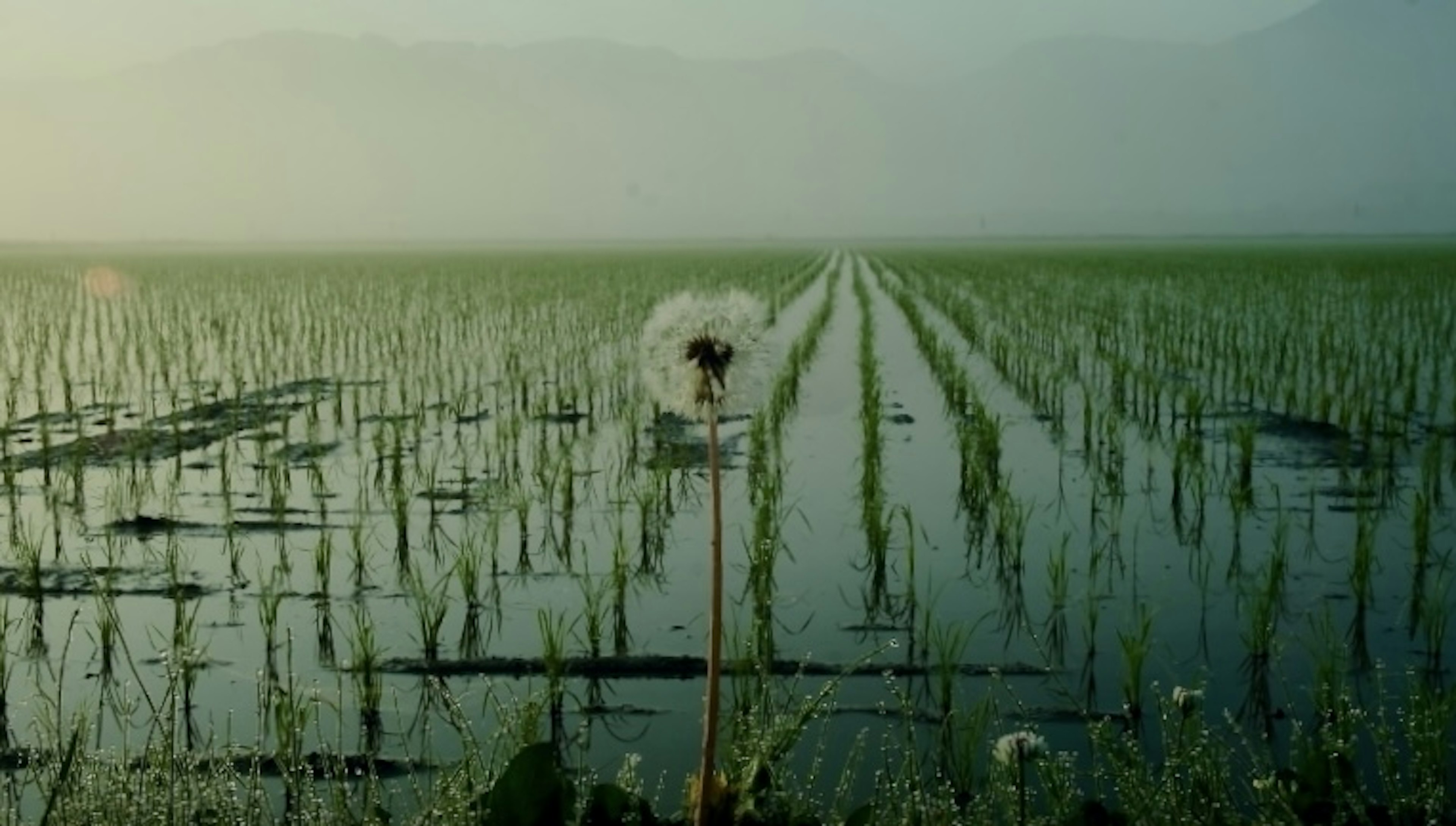 Fleur de pissenlit dans un champ de riz avec des rangées de riz vertes