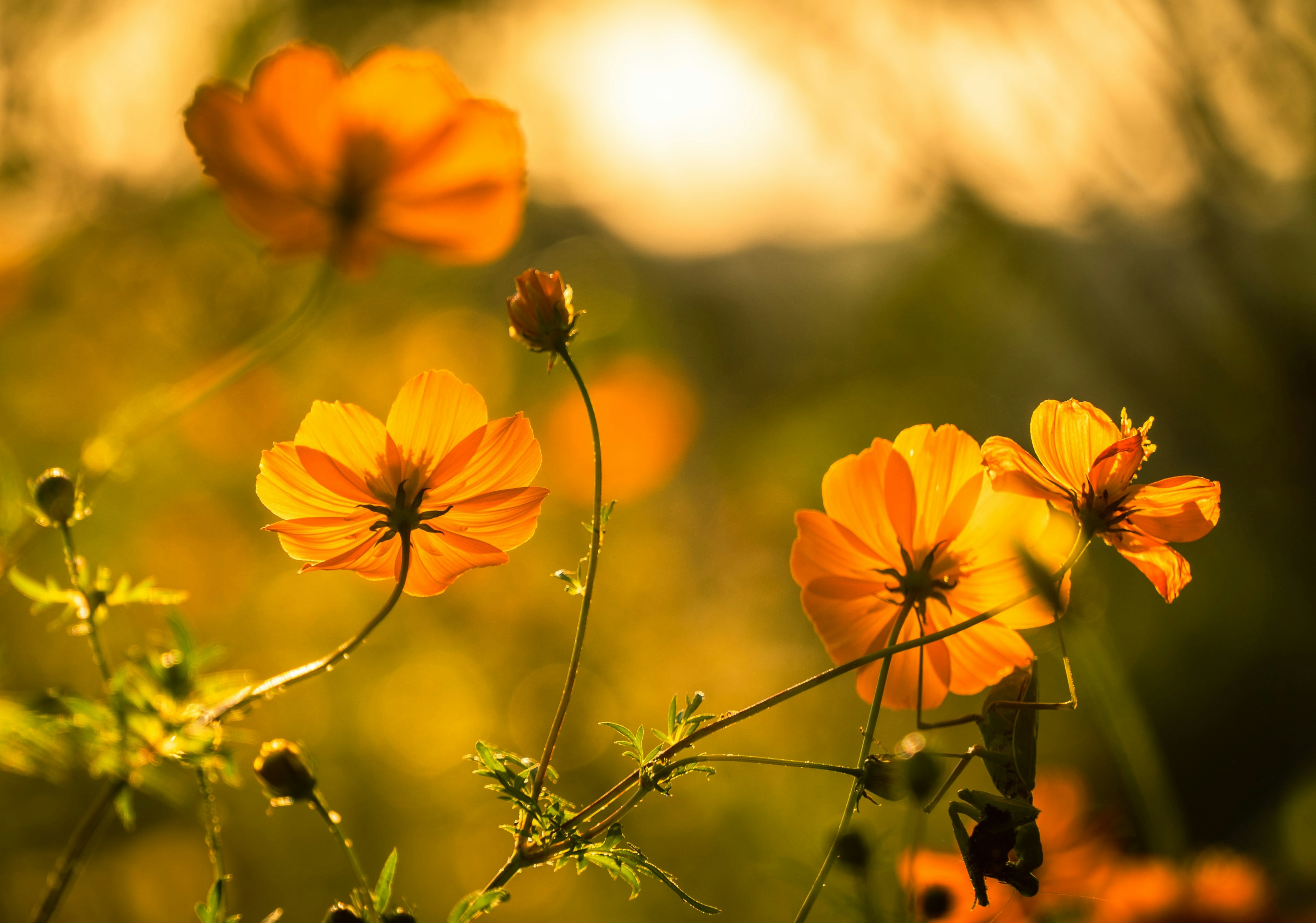 夕日を背景にしたオレンジ色の花々の群れ