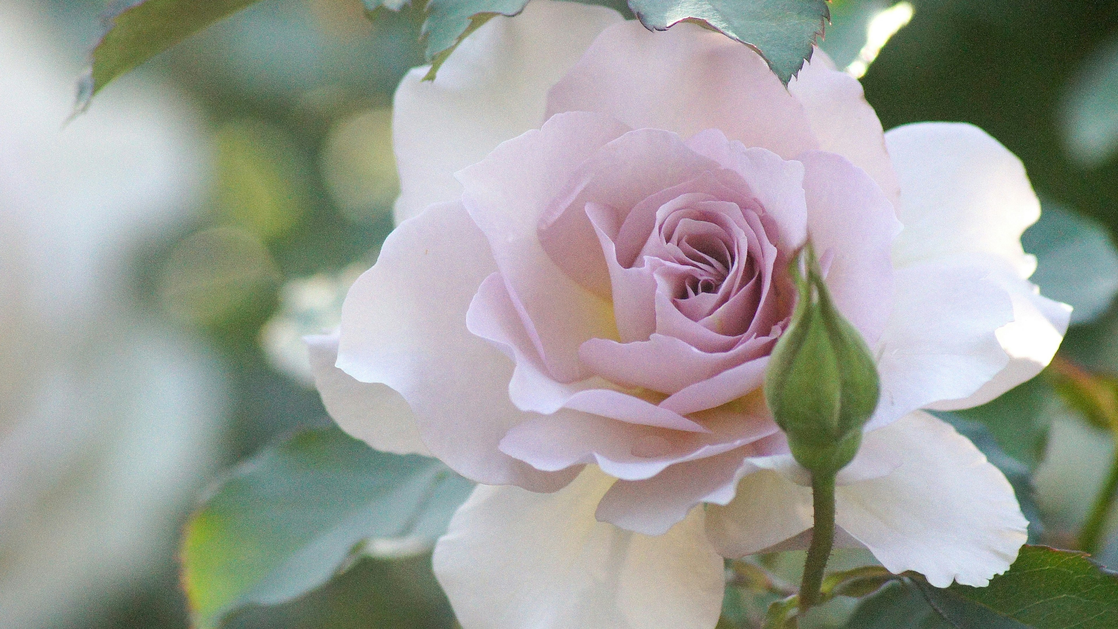 Una flor de rosa de color rosa pálido con un capullo rodeado de hojas verdes