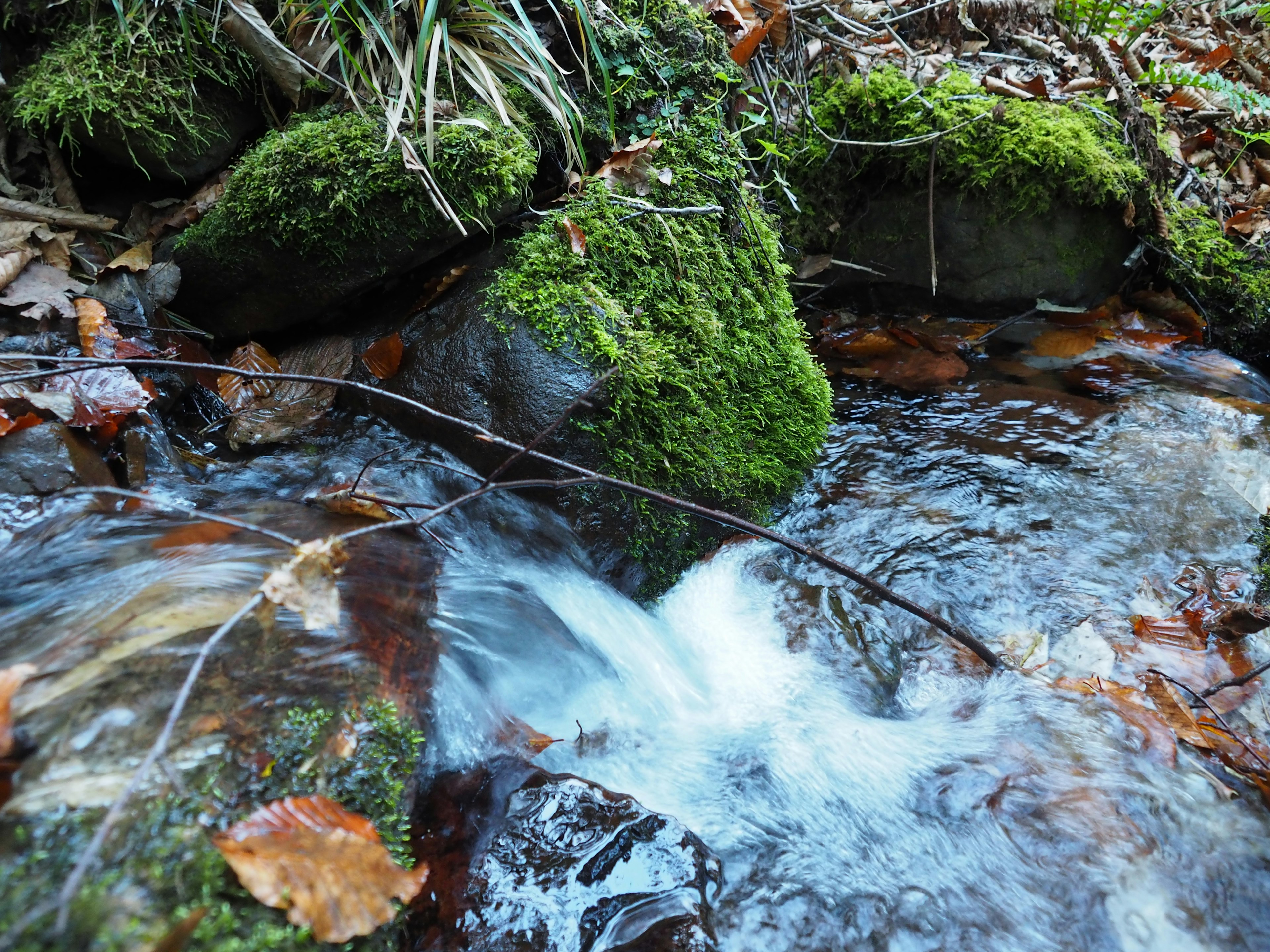 Primo piano dell'acqua che scorre su rocce coperte di muschio