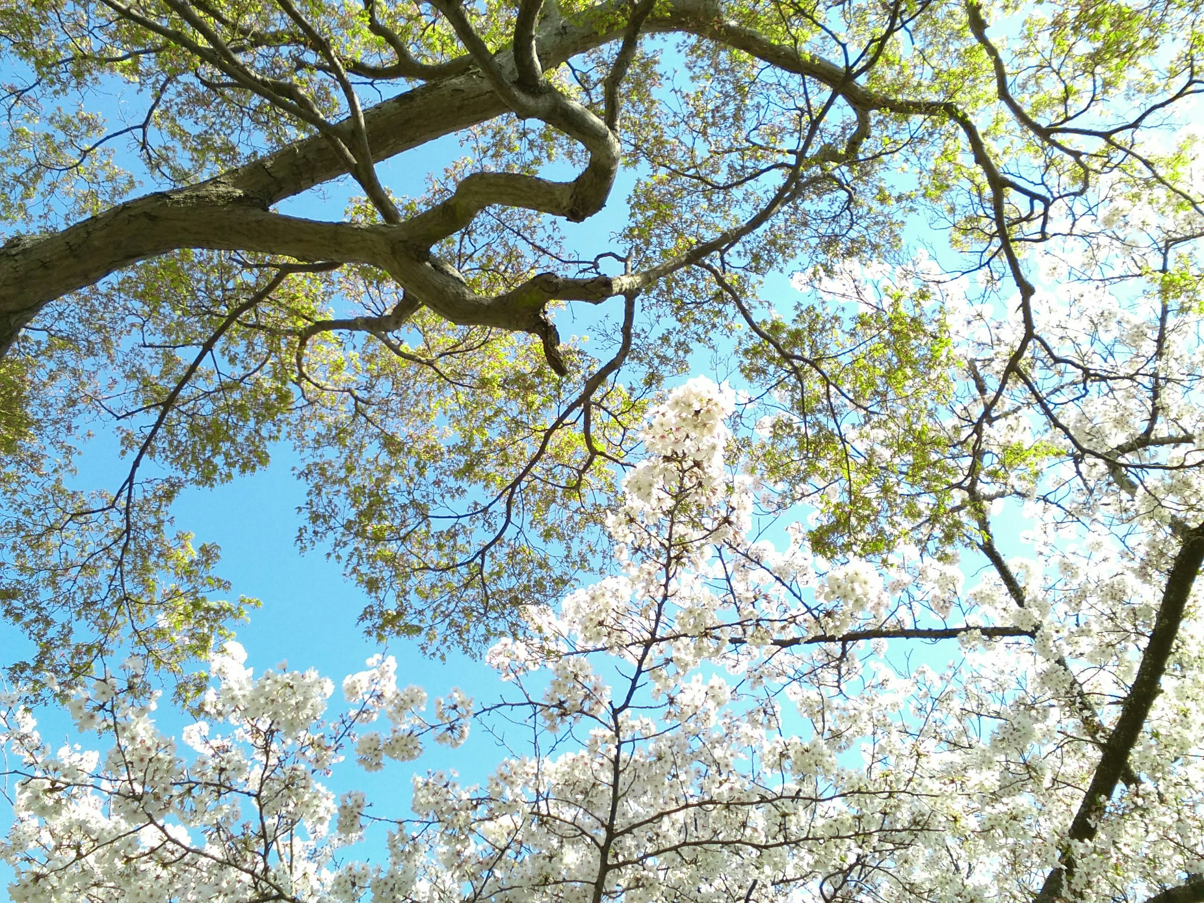 Blick auf Bäume mit weißen Blumen und grünen Blättern unter einem blauen Himmel