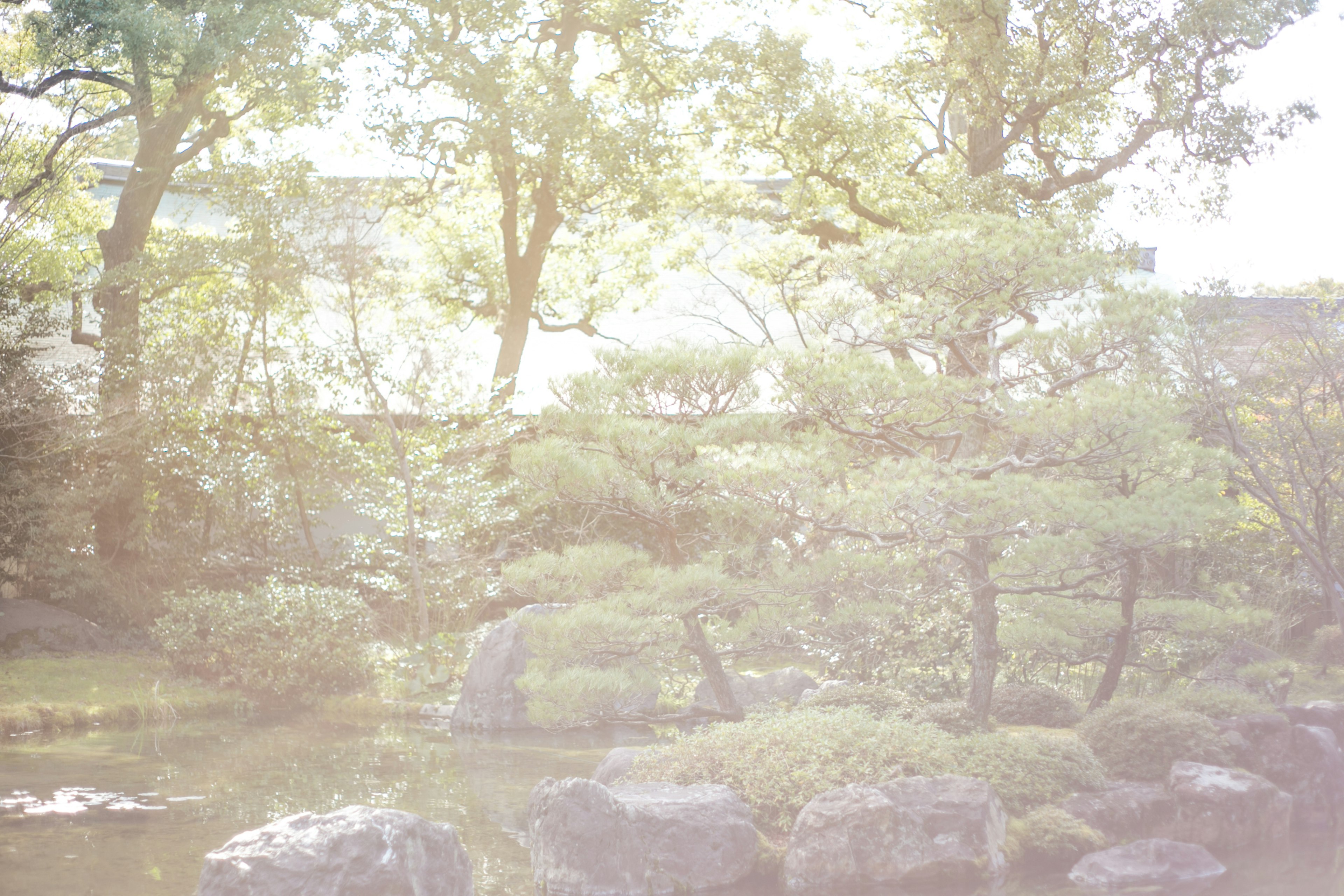 Eine ruhige japanische Gartenlandschaft mit sanftem Licht