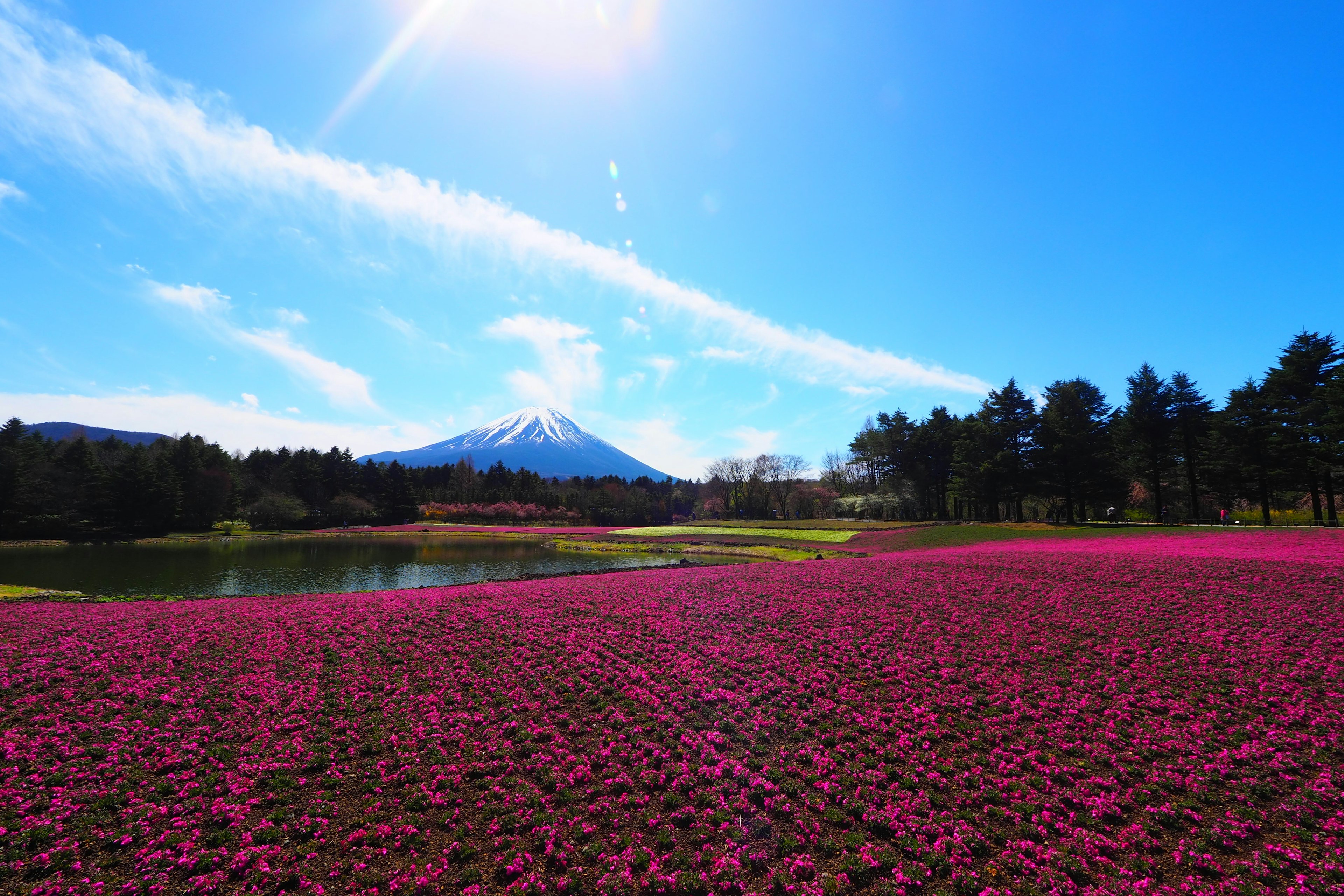 Campo di fiori rosa vibranti con il Monte Fuji sullo sfondo e cielo azzurro