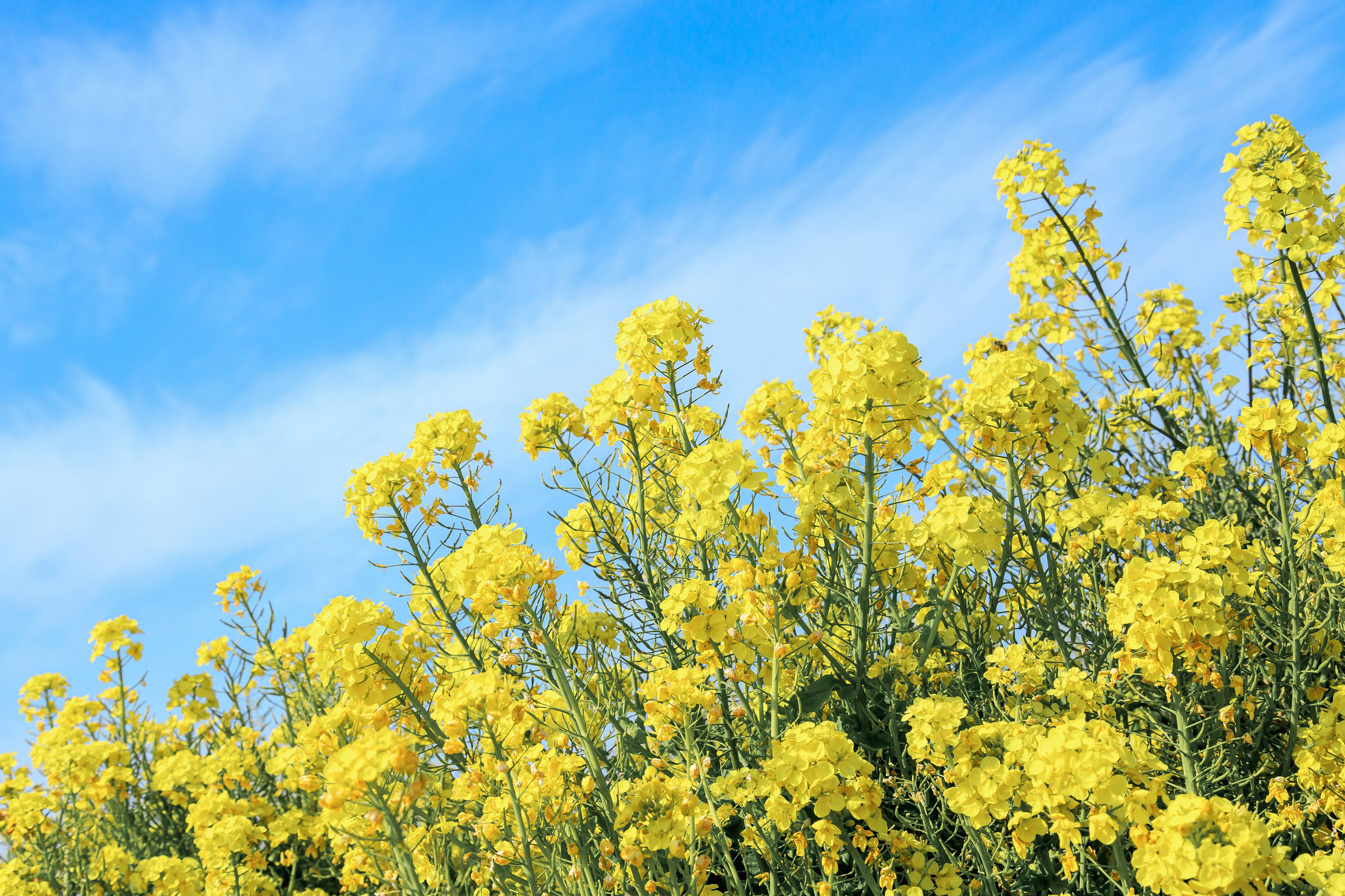 Un grupo de flores de colza amarillas bajo un cielo azul