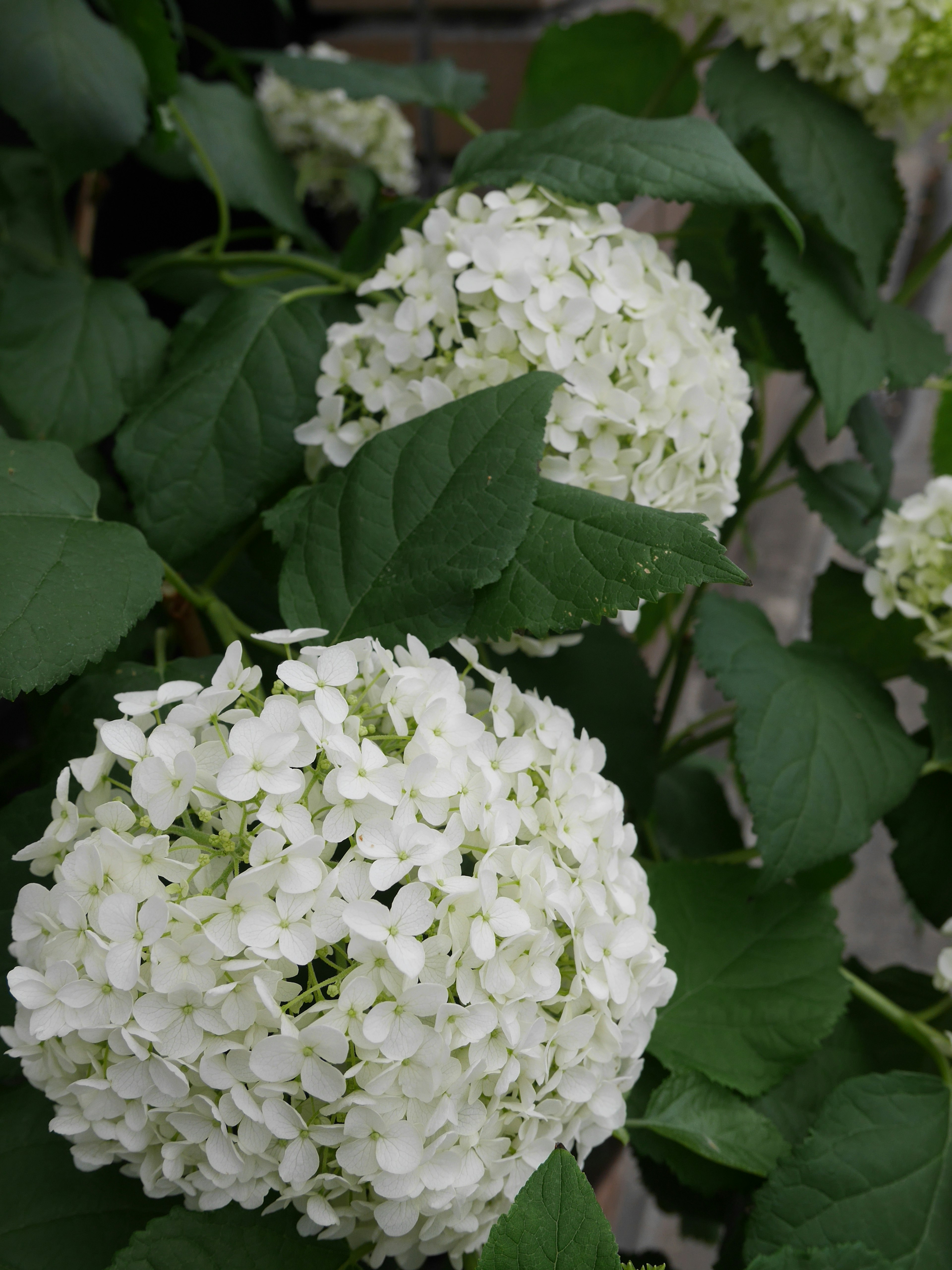 Nahaufnahme von Hortensie mit weißen Blüten und grünen Blättern