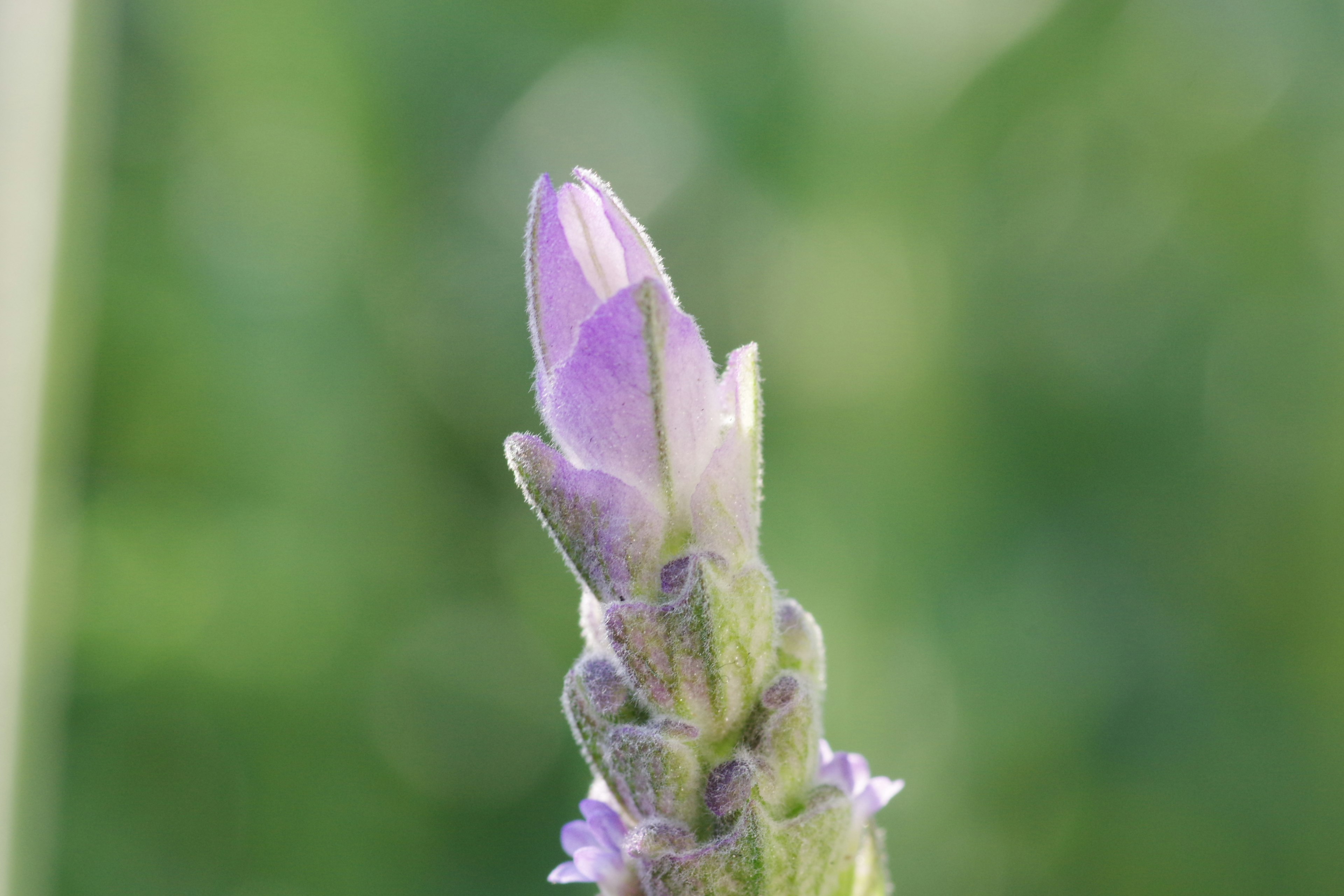 Bocciolo di fiore viola su sfondo verde