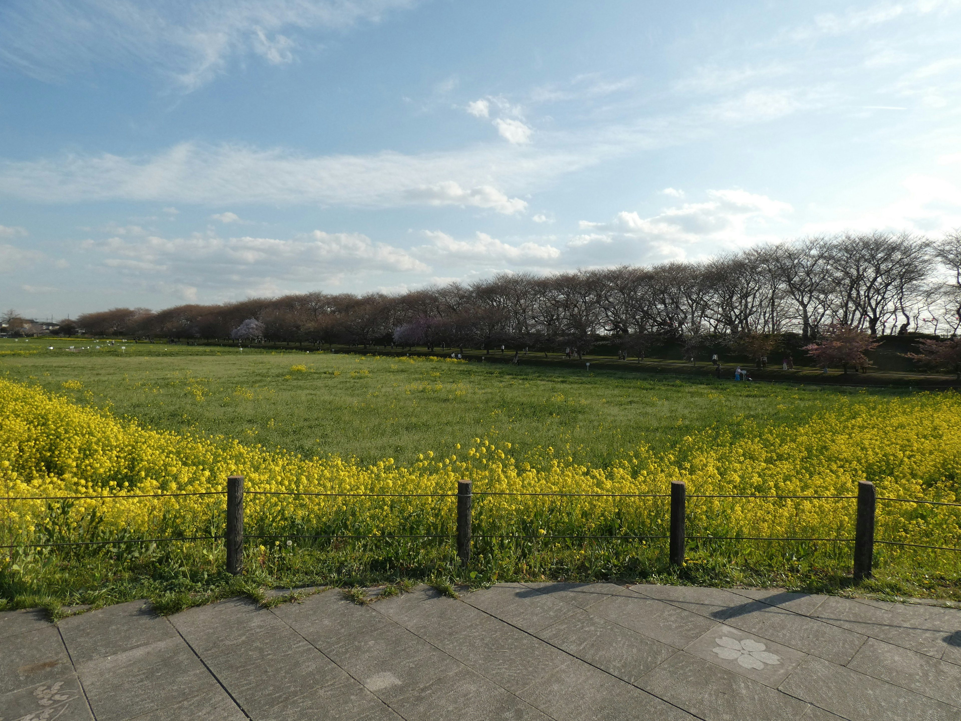 Malersicher Blick auf ein grünes Feld mit gelben Blumen unter einem blauen Himmel