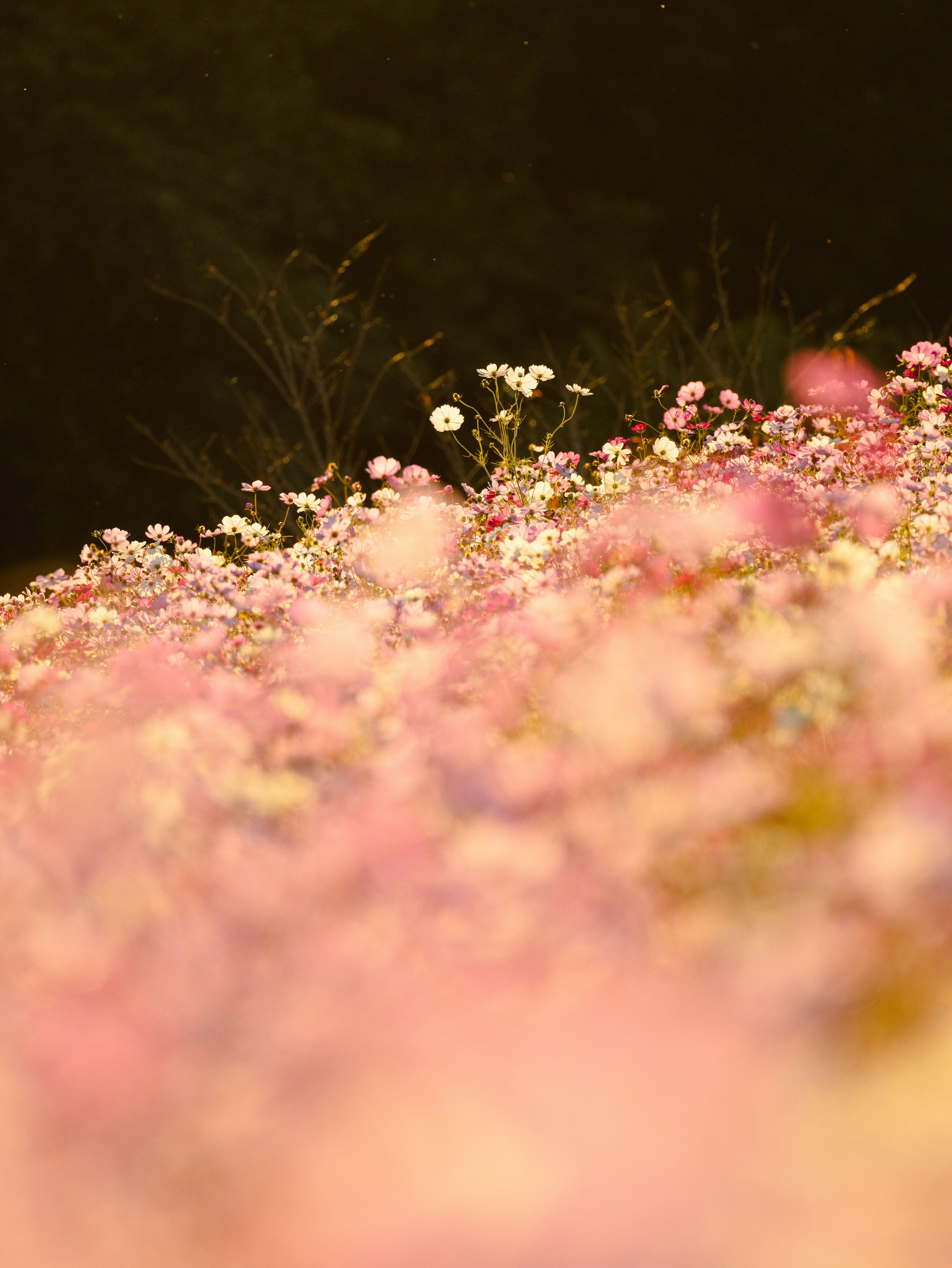 色とりどりの花が咲き誇る風景の中に、淡いピンクと白の花々が目立つ