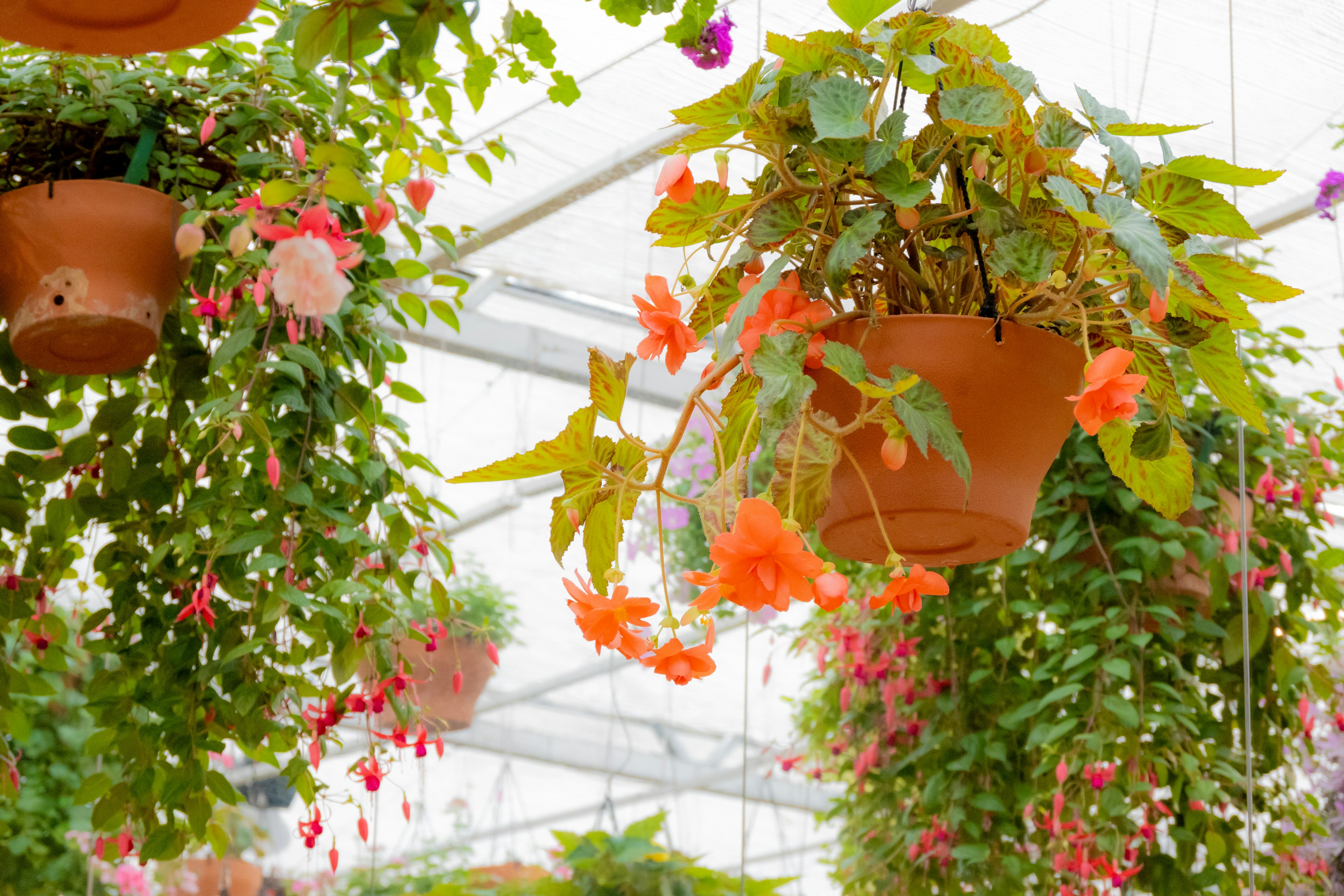 Hanging flower pots filled with colorful blooms in a greenhouse