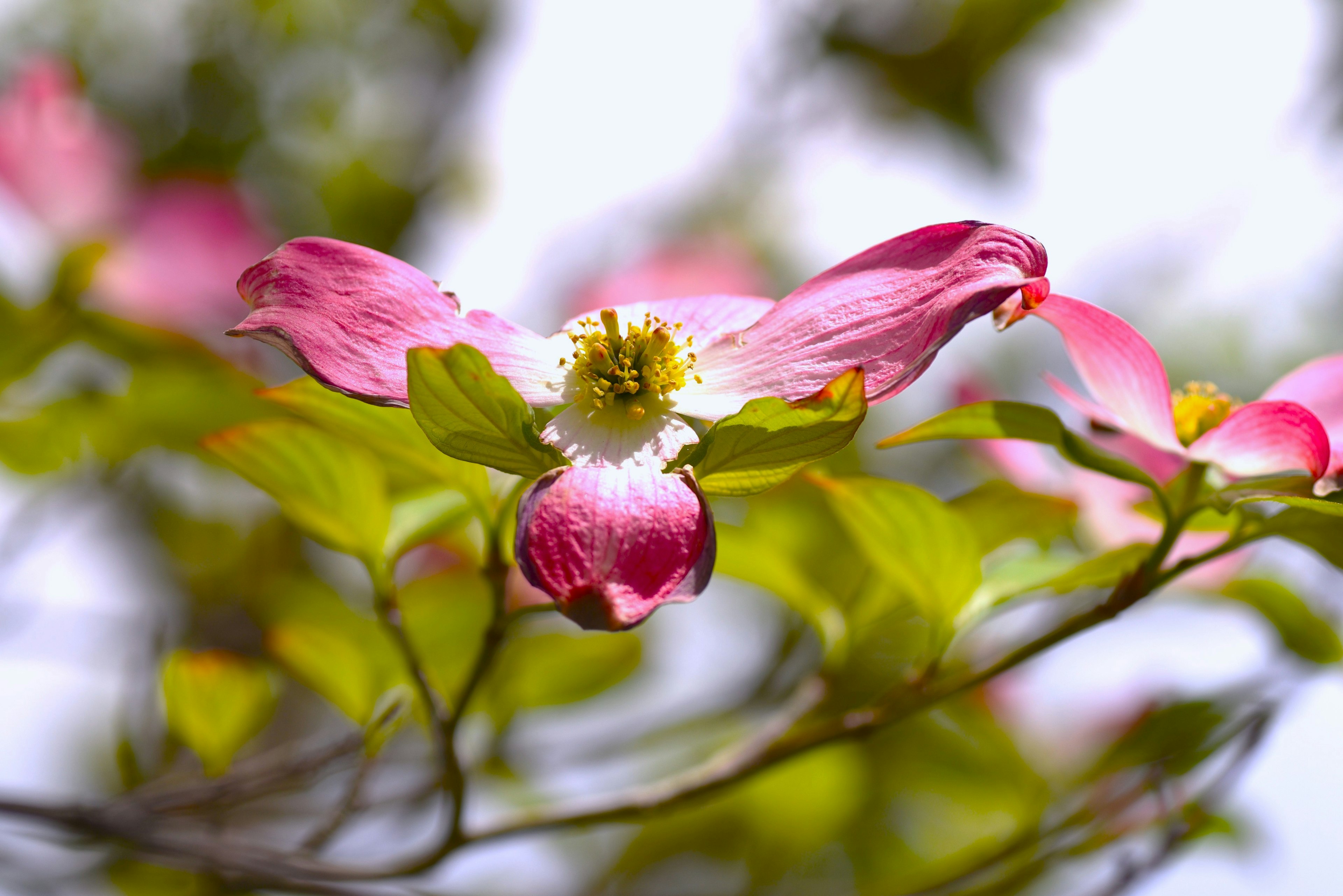 Hoa dogwood màu hồng với lá xanh tươi sáng