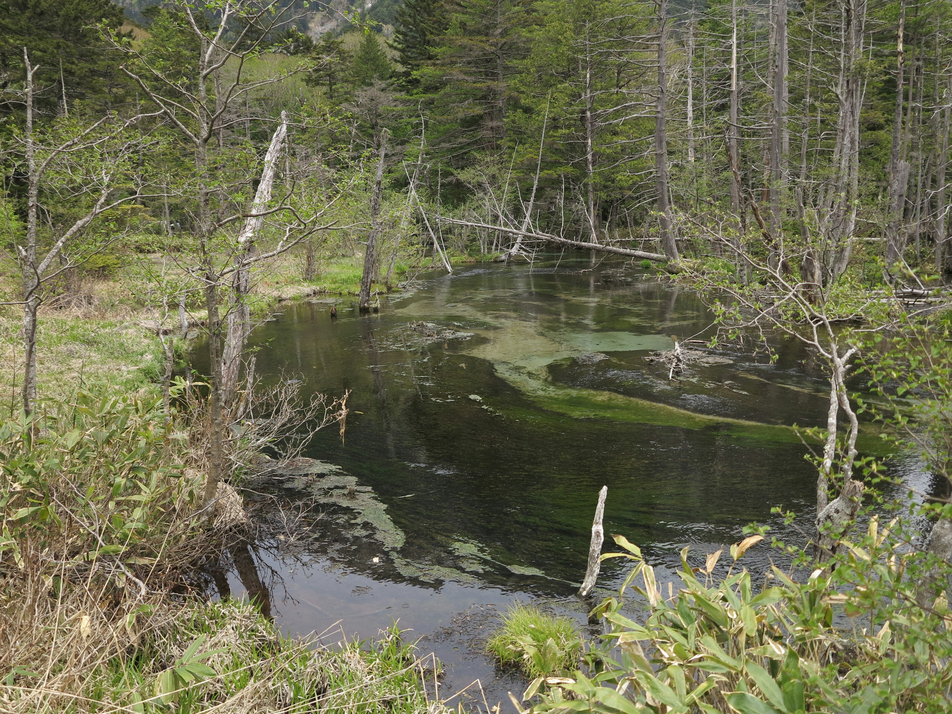 Paisaje de humedal sereno con superficie de agua verdosa y árboles circundantes