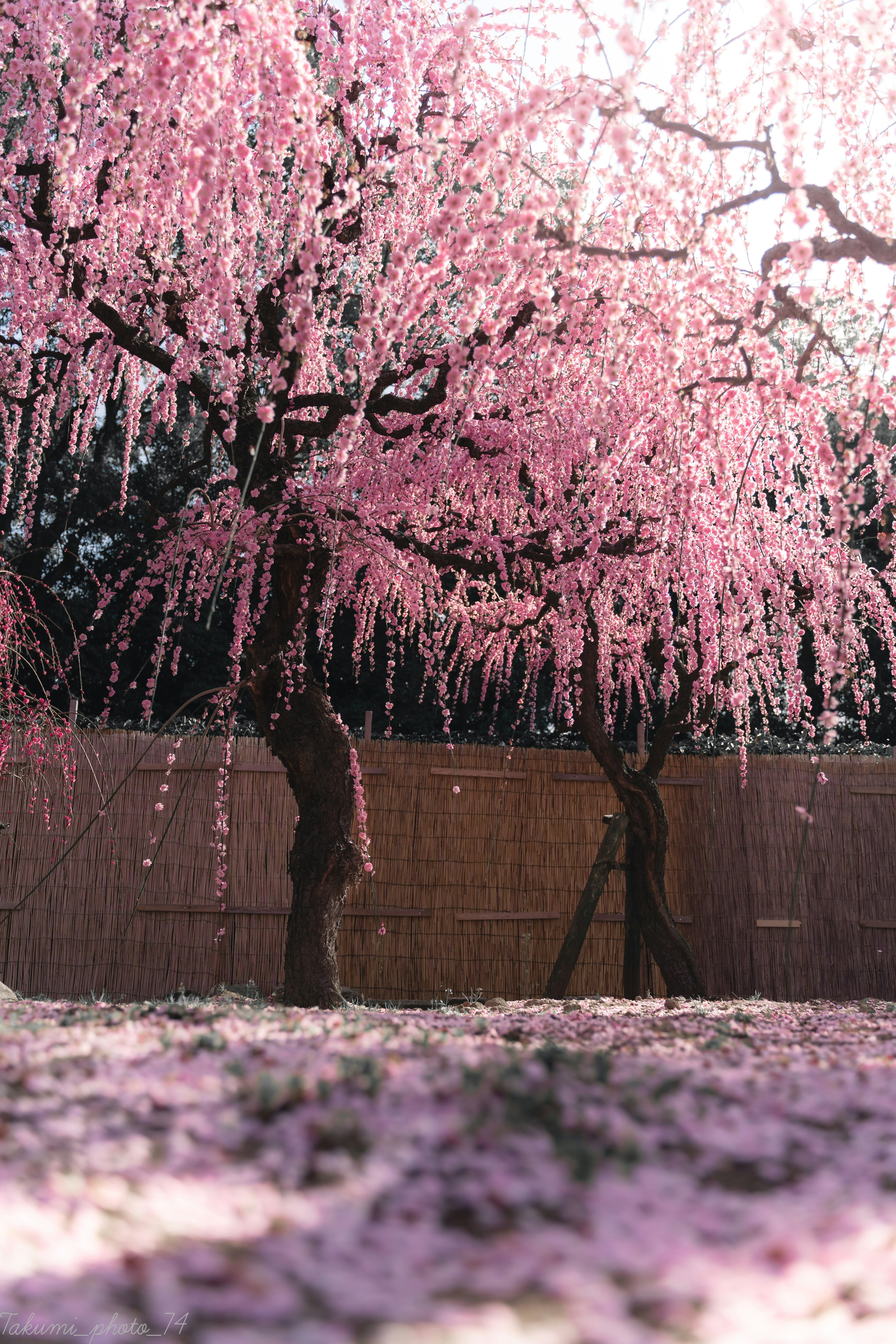 Alberi di ciliegio in fiore con petali rosa che coprono il terreno