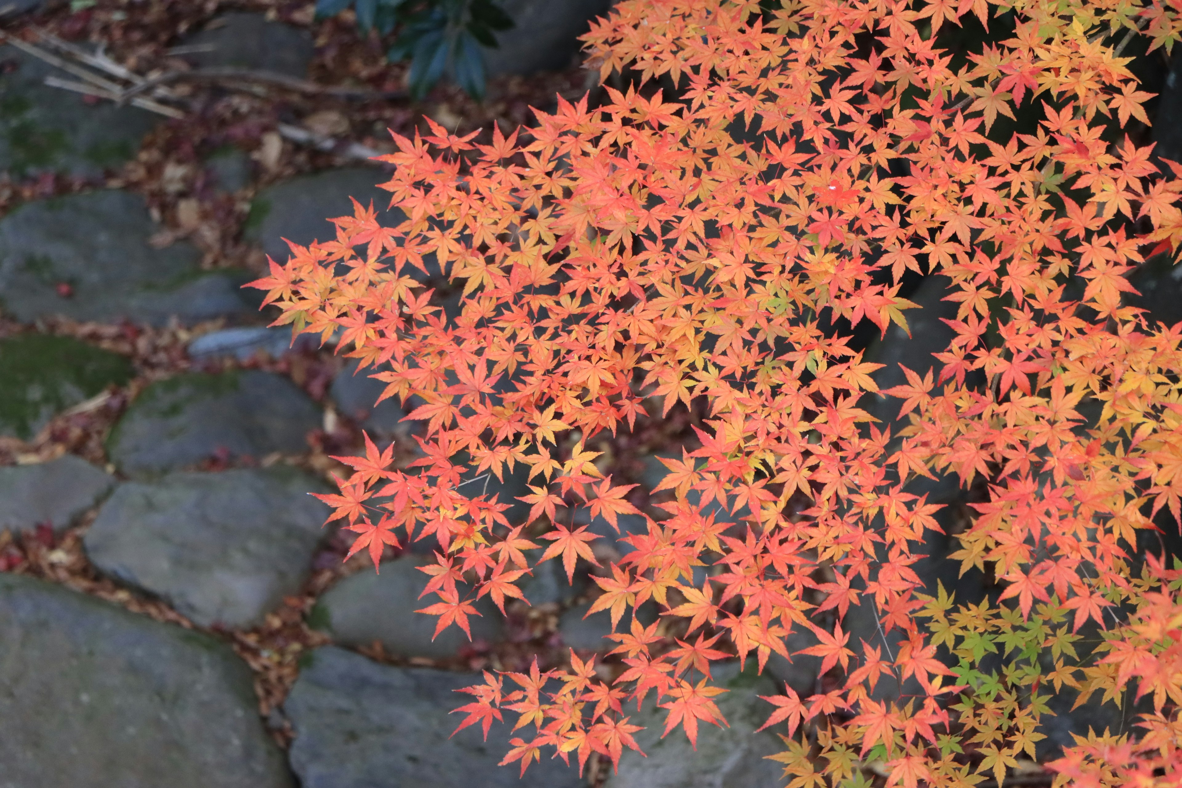 Maple leaves in vibrant autumn colors spread over a stone pathway