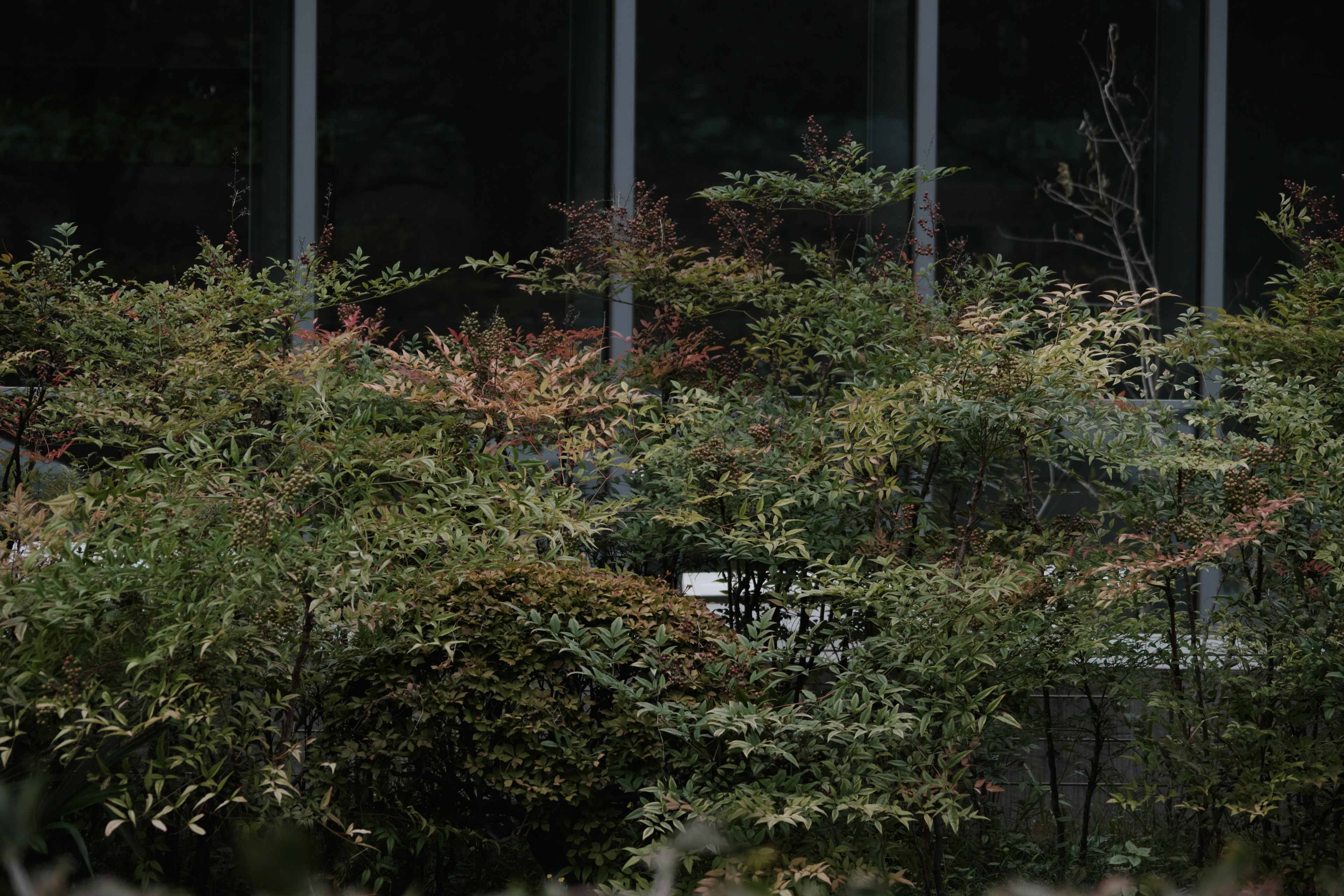 Nahaufnahme von Sträuchern mit grünen Blättern und herbstlichen Farbtönen