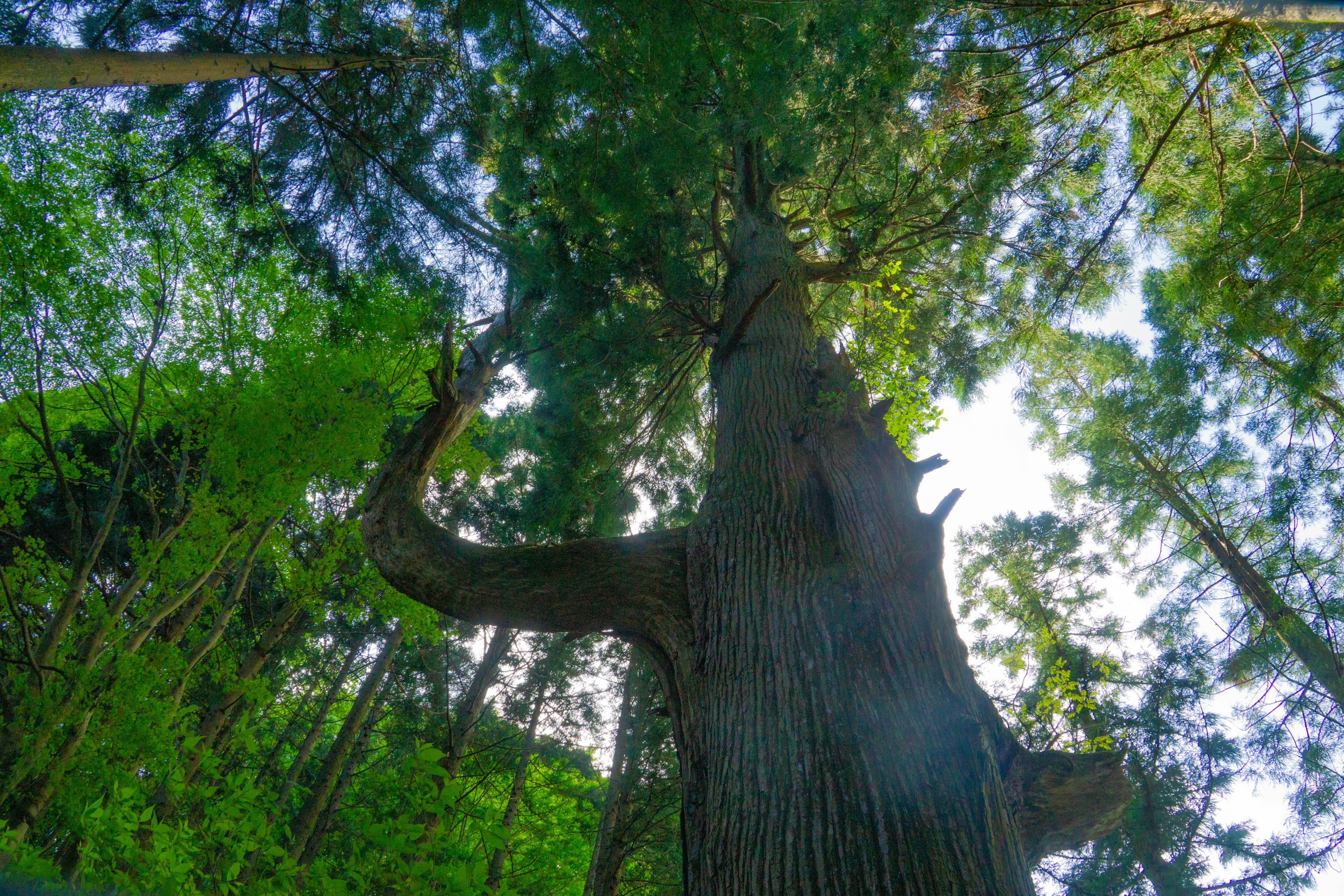 Blick nach oben auf einen hohen Baum umgeben von grünem Laub und blauem Himmel