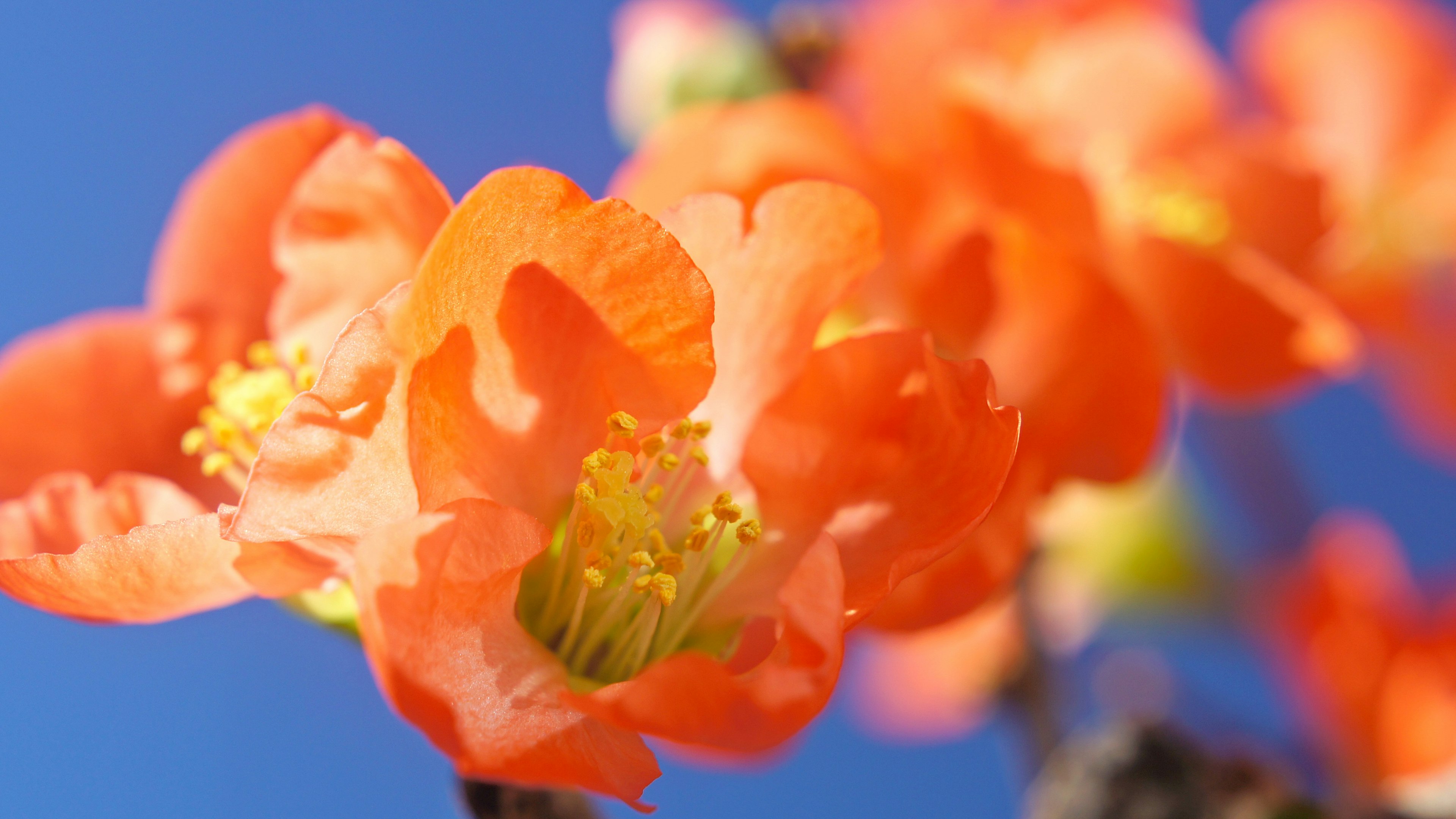 鮮やかなオレンジ色の花が青空の下で咲いている