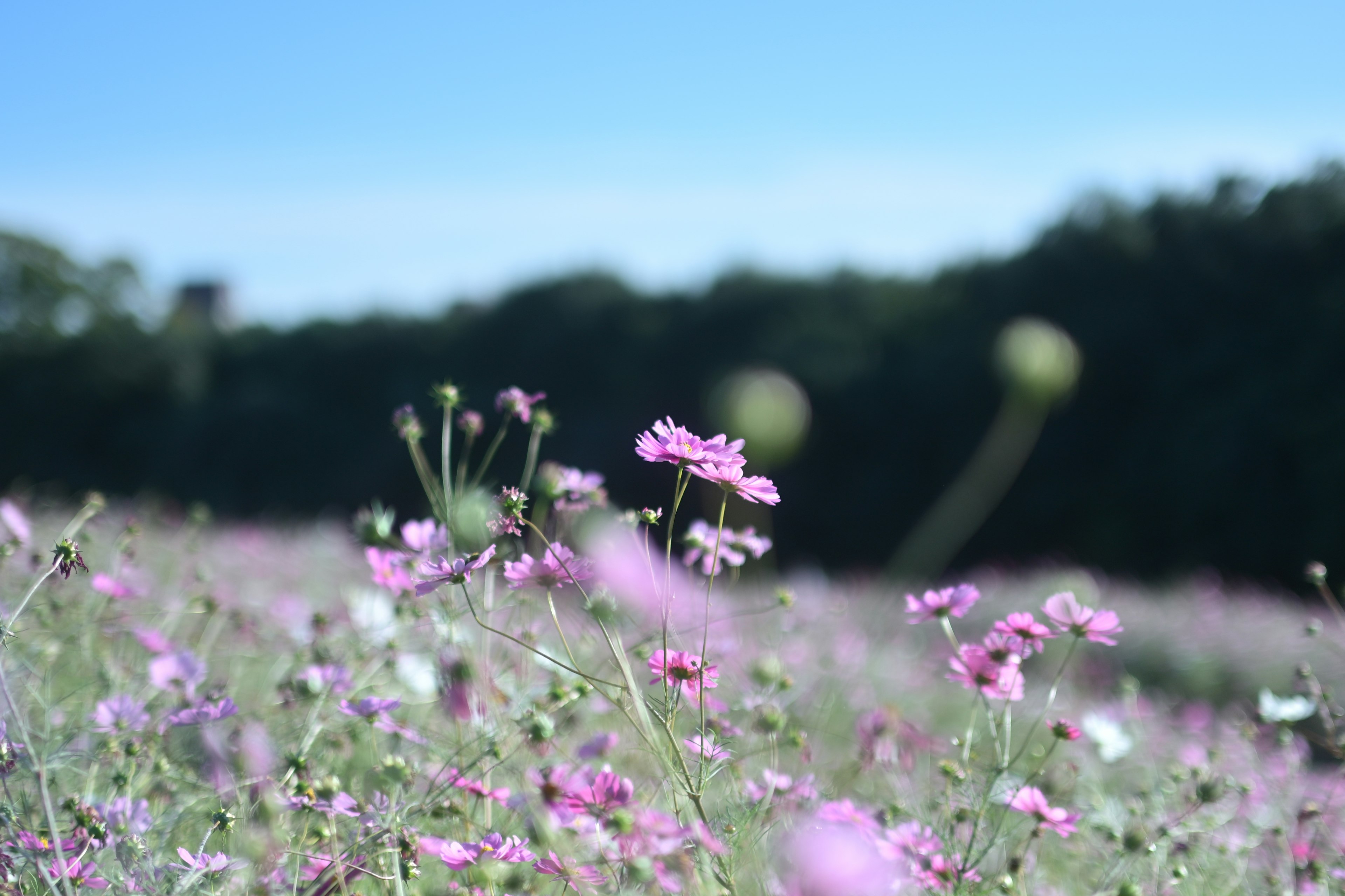 Close-up of a pink flower field under a blue sky