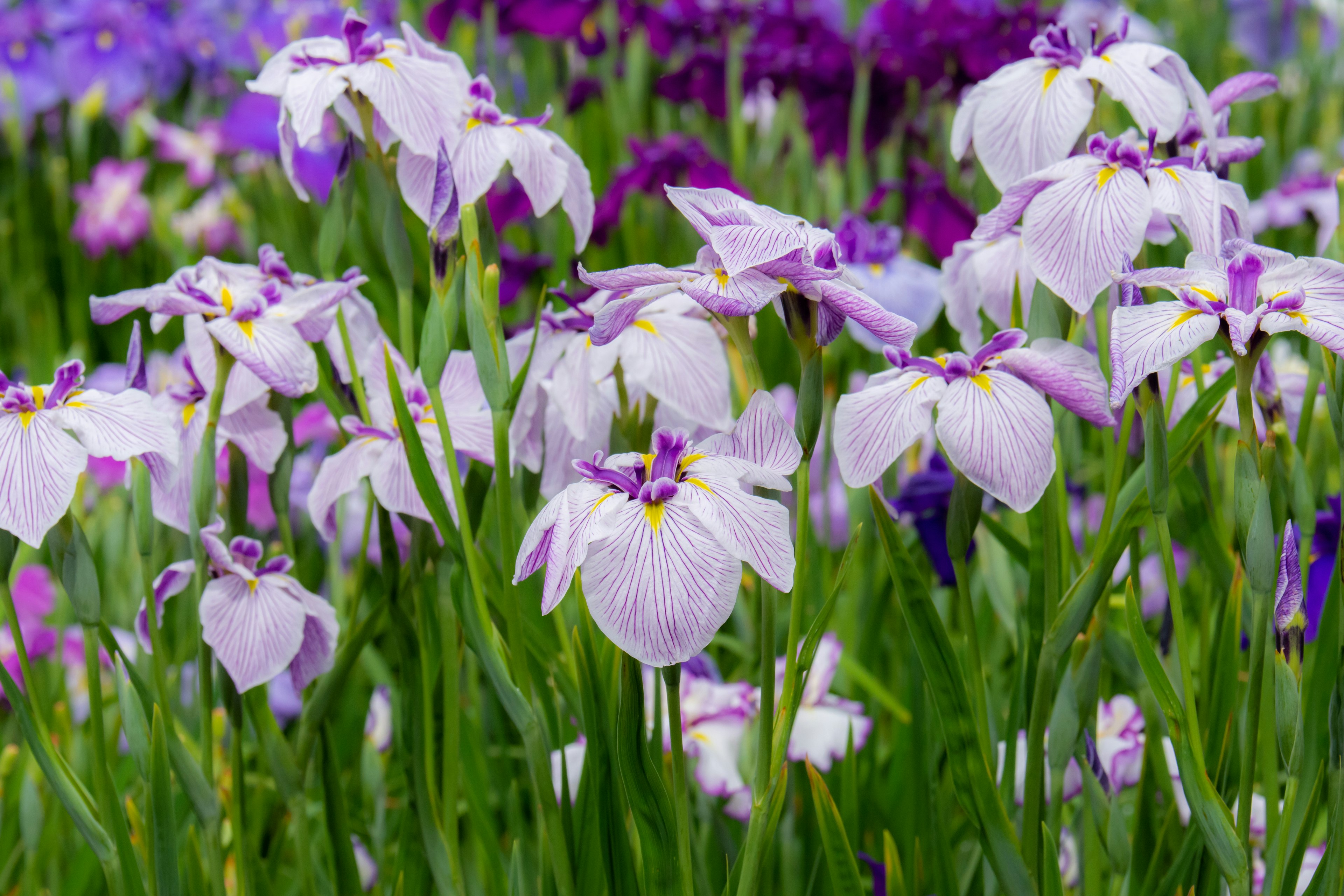 Hermoso grupo de flores de iris en tonos púrpuras y blancos