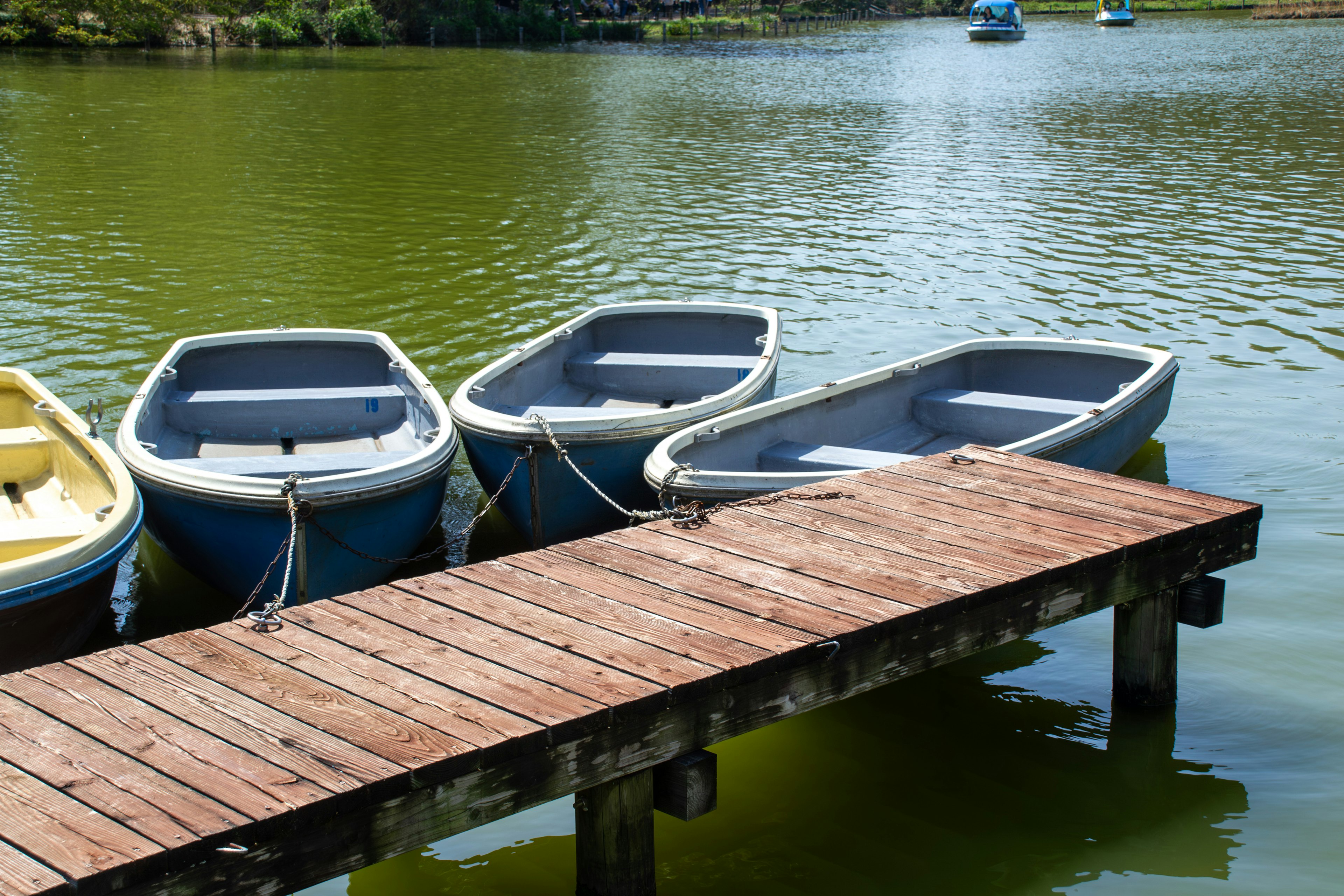 Boats moored at a wooden dock on a green lake