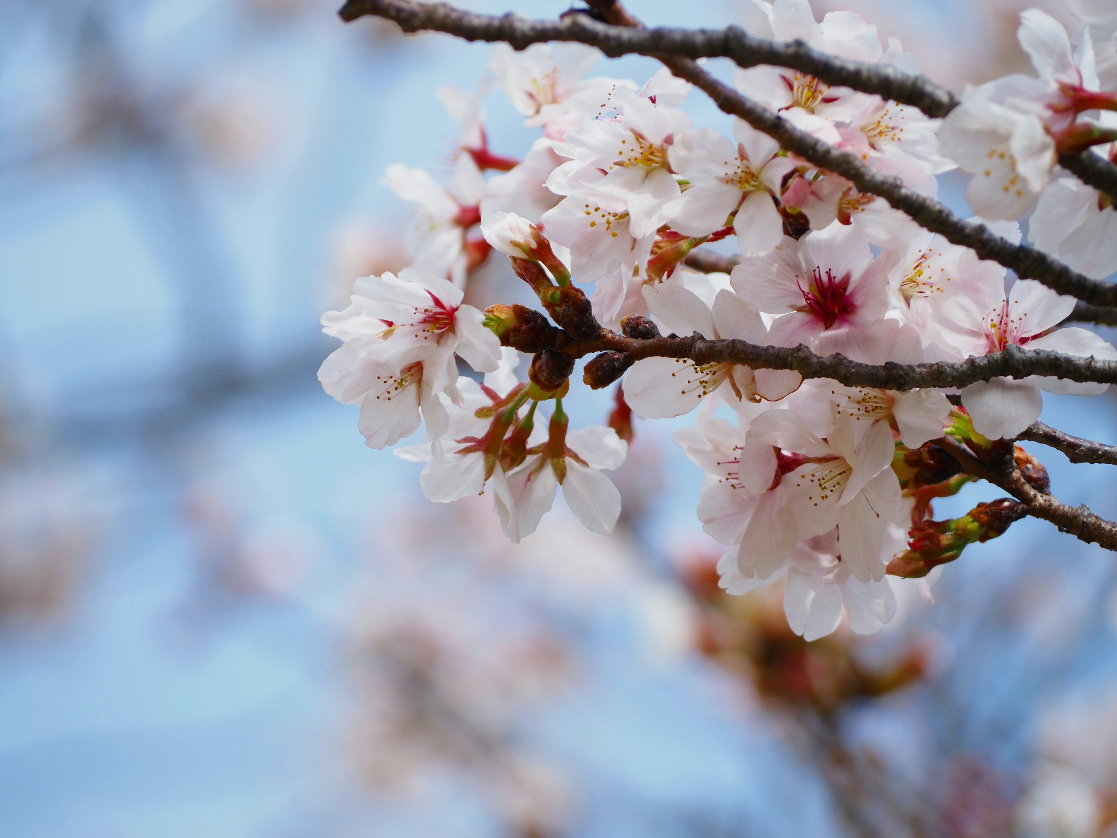 Close-up bunga sakura mekar di bawah langit biru