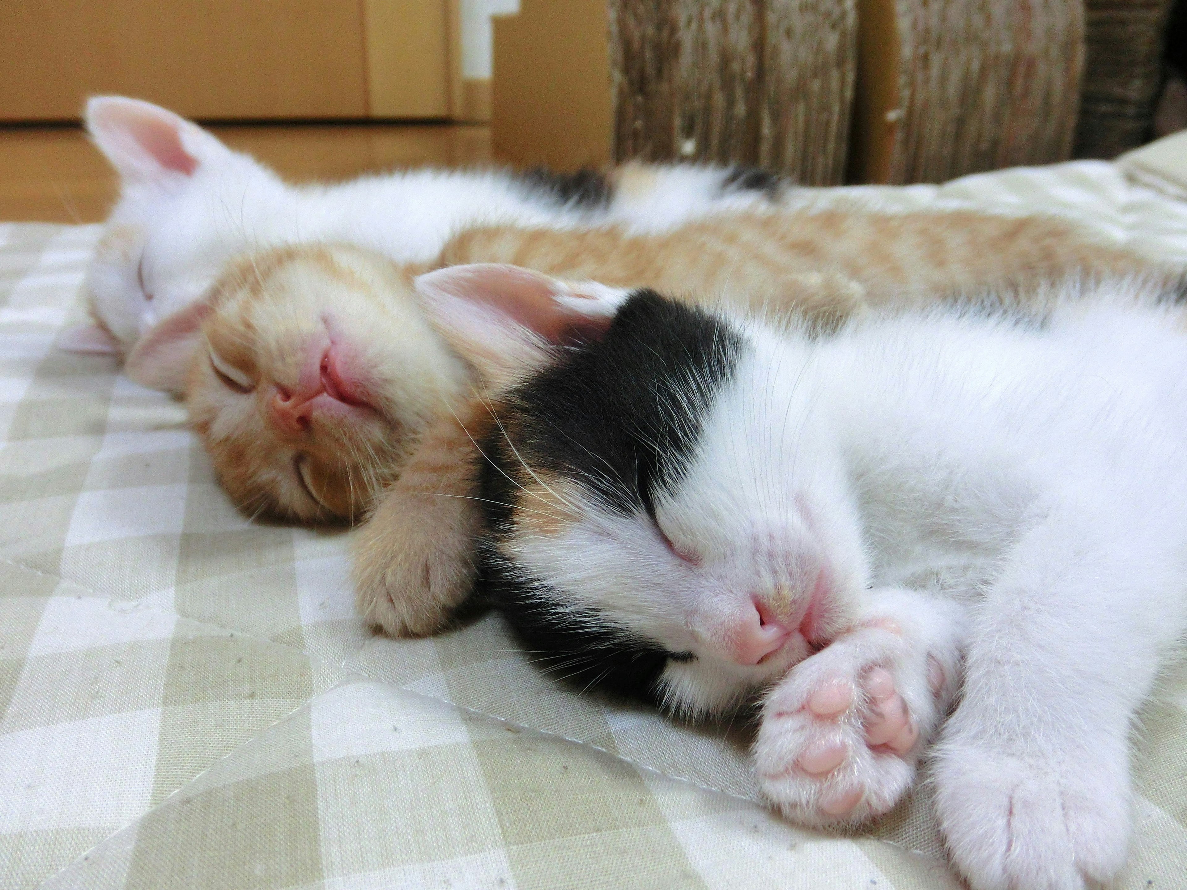 Tiga anak kucing tidur berdampingan satu kucing hitam putih dan satu kucing oranye