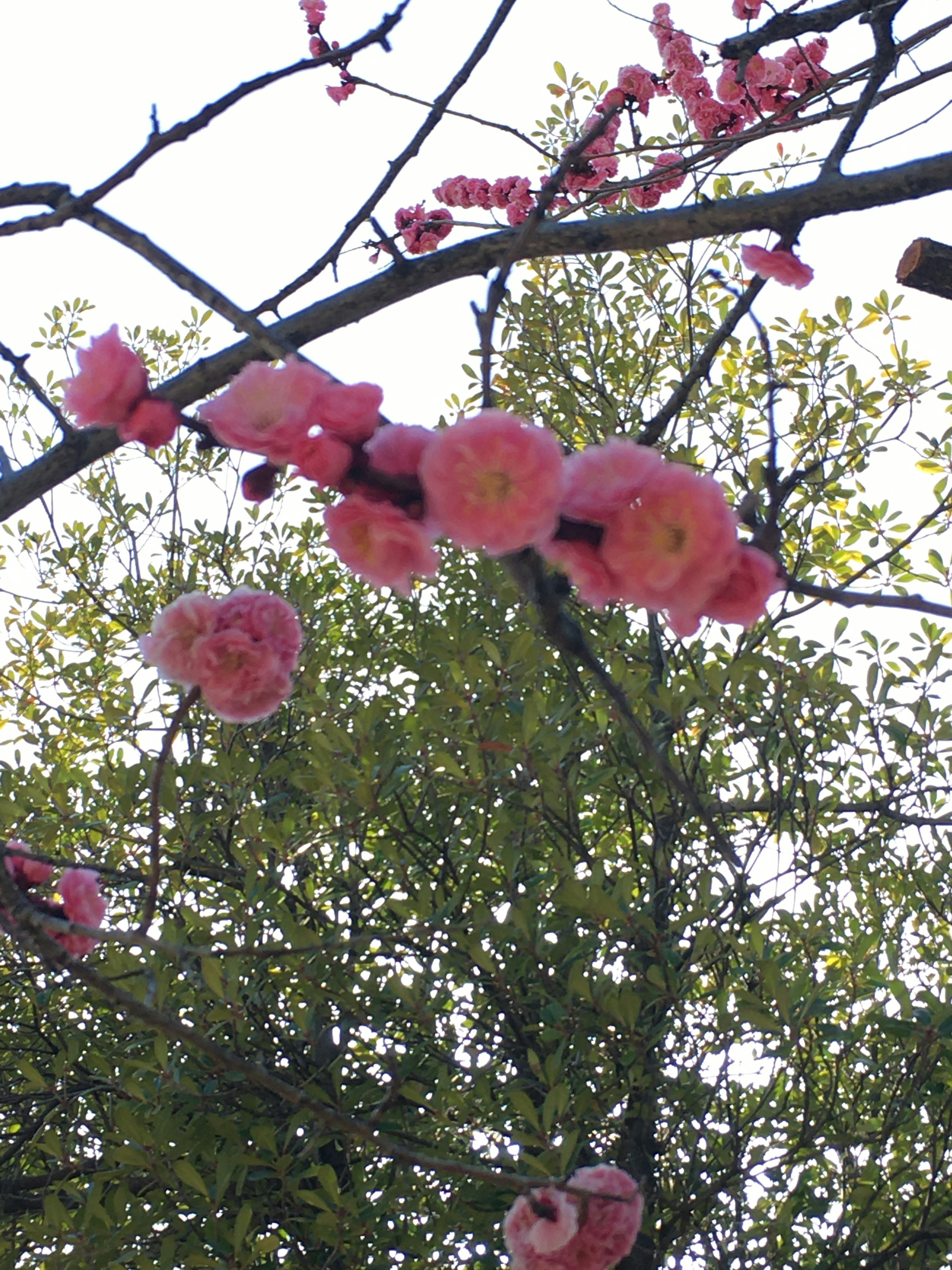 Cabang bunga sakura yang mekar dengan bunga pink cerah di latar belakang hijau