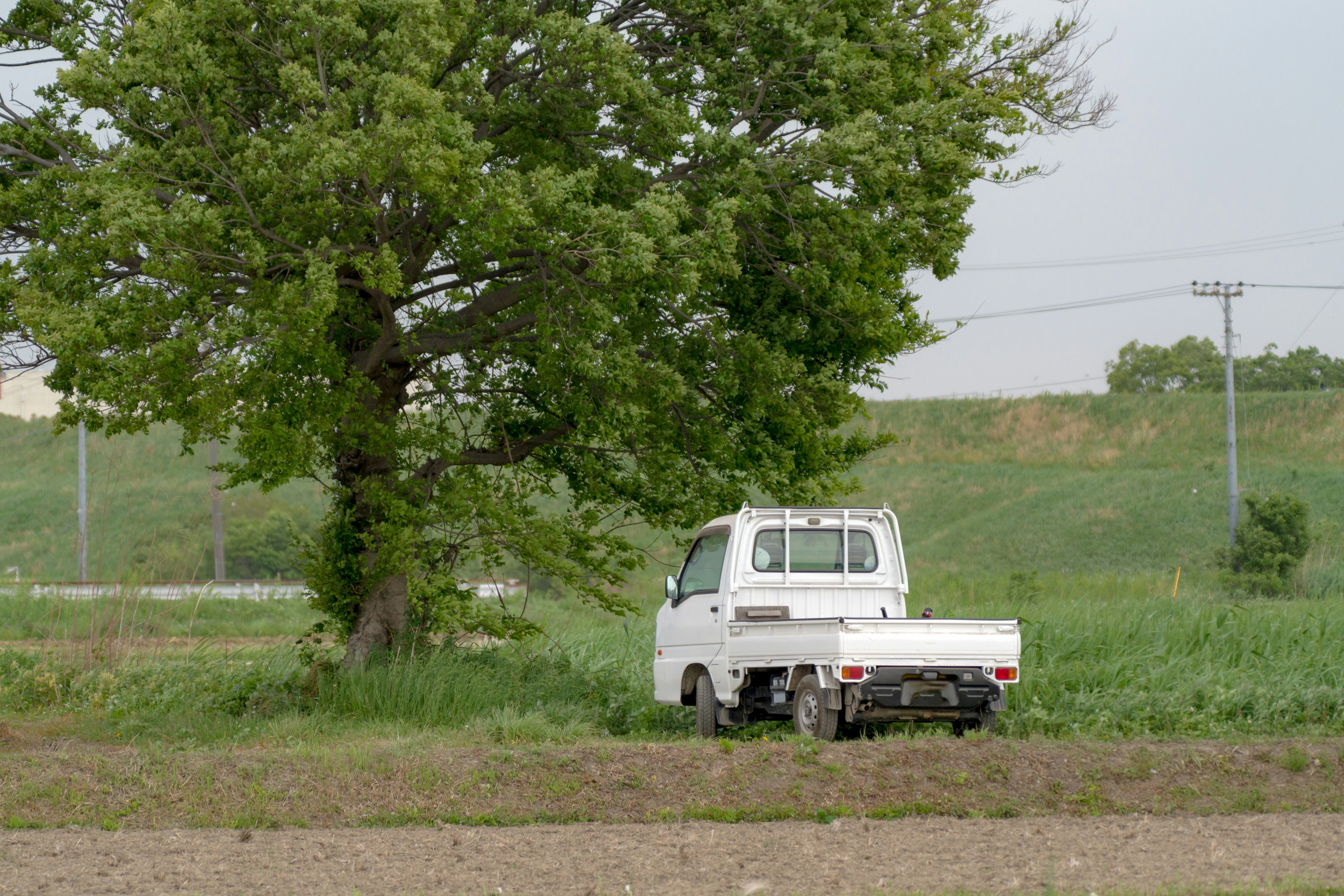 A white truck parked near a large tree in a rural landscape