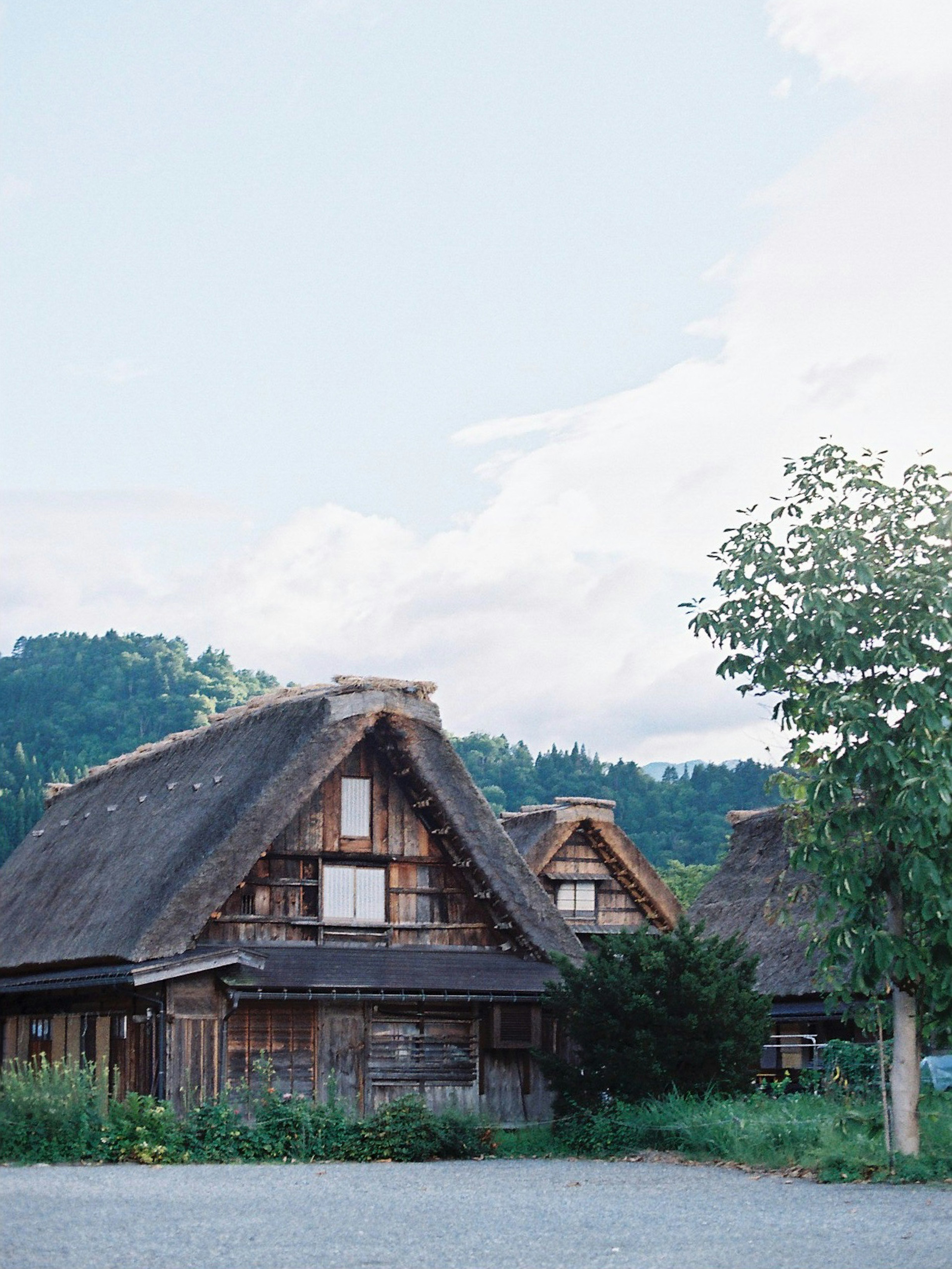 伝統的な茅葺き屋根の家が見える風景