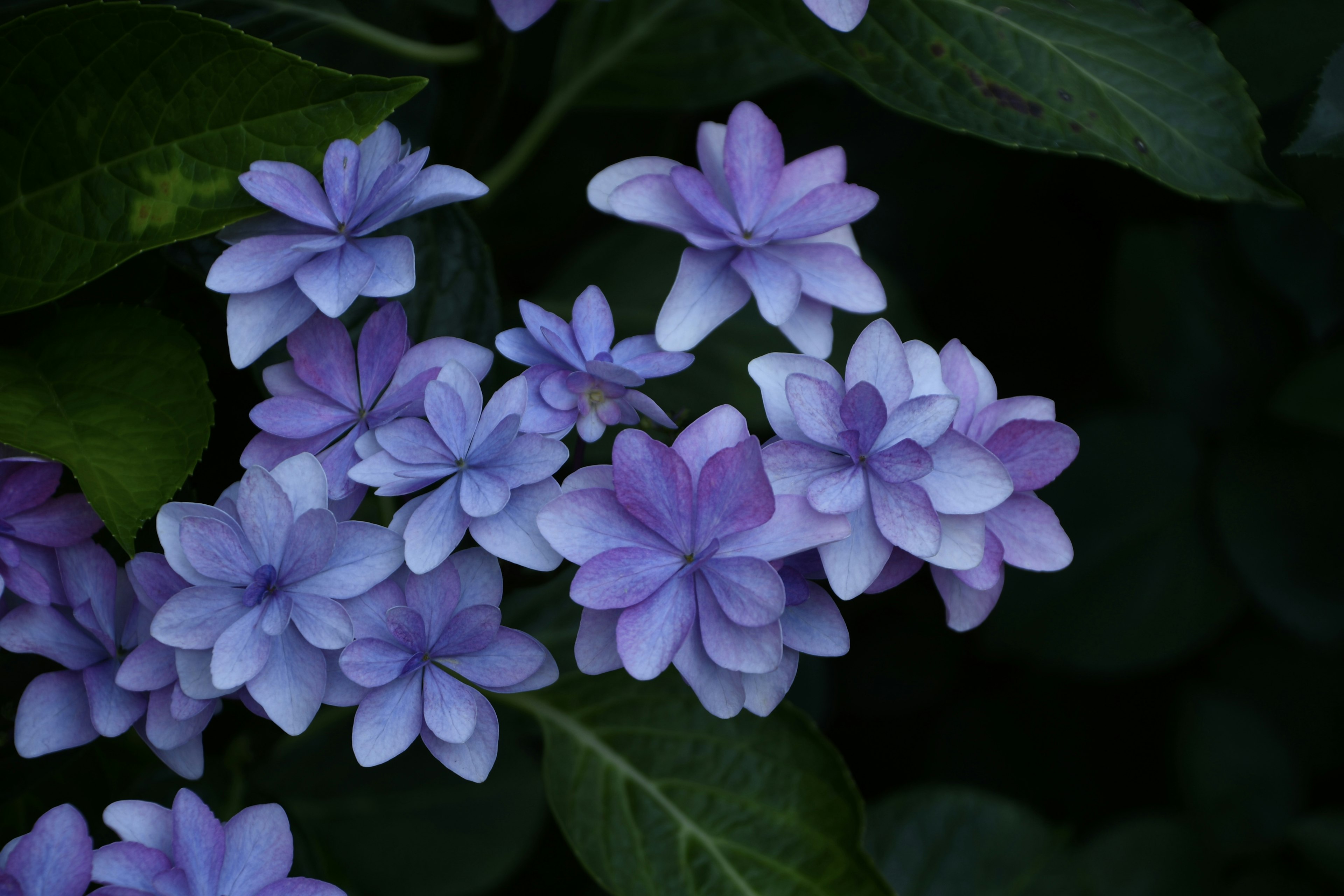 Flores moradas vibrantes rodeadas de hojas verdes