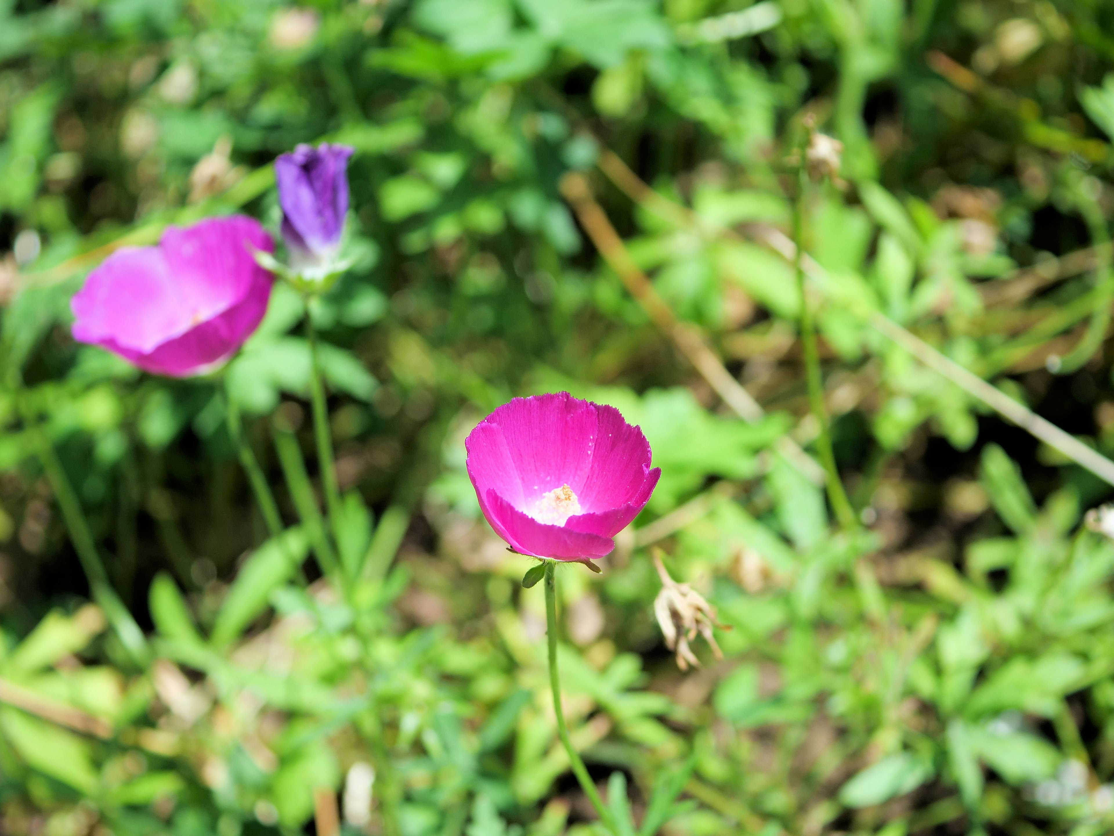 Flor rosa vibrante y flor morada floreciendo sobre un fondo verde