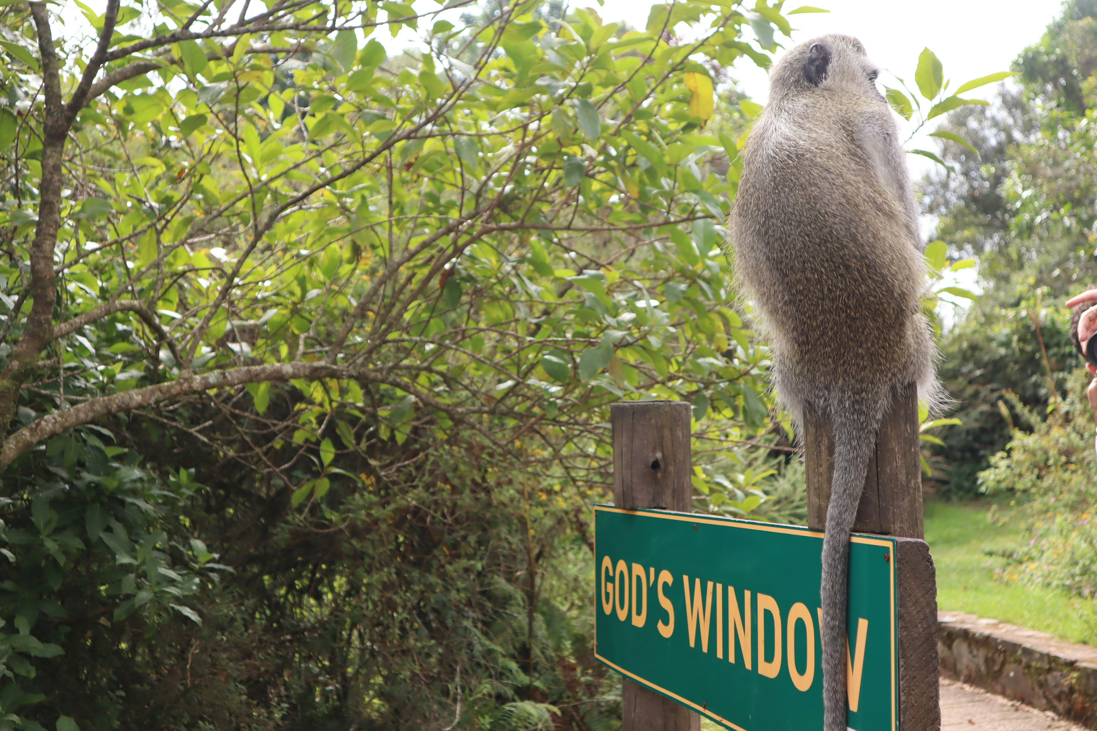 Un mono posado en un cartel de God's Window