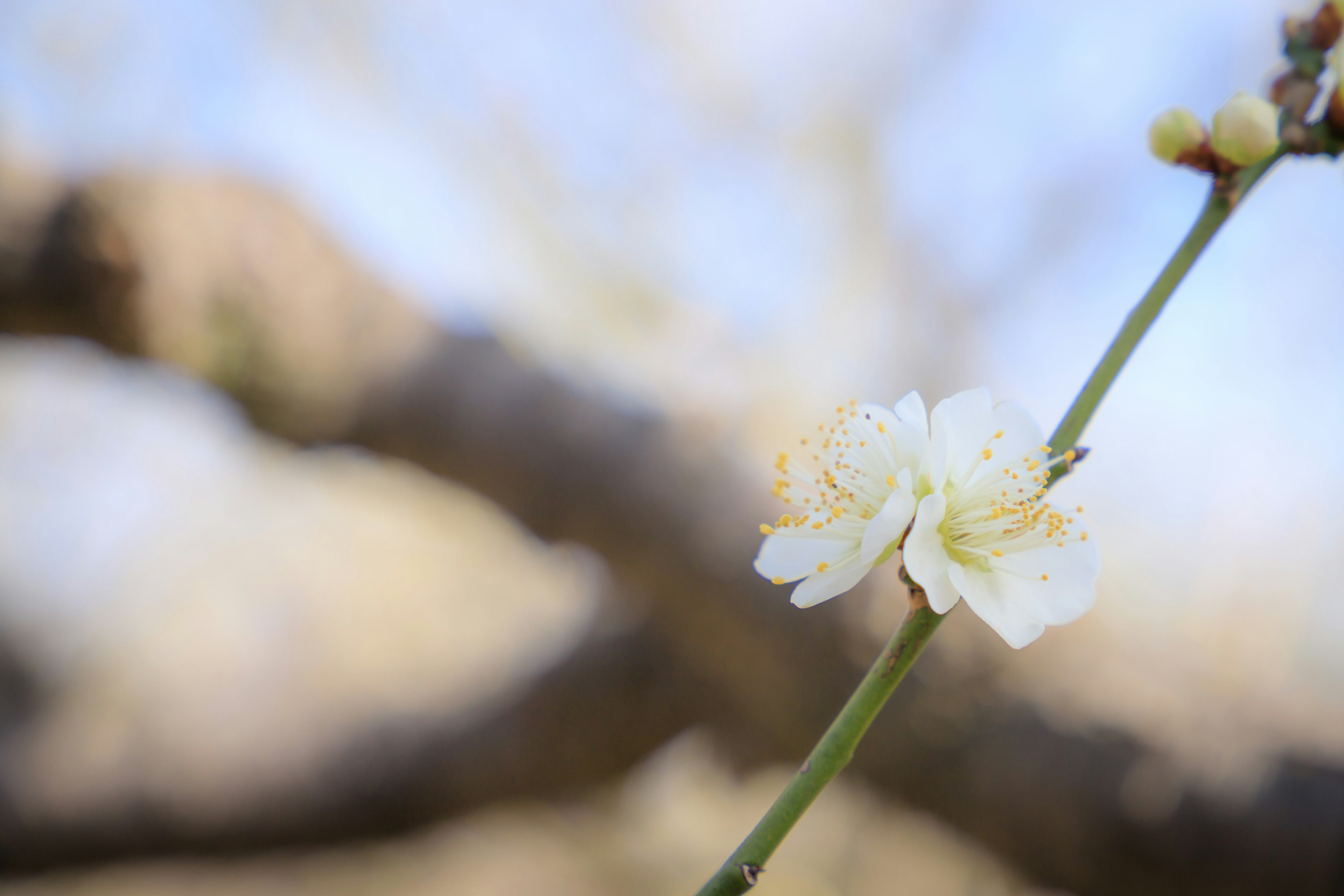 Primer plano de una rama con flores blancas en flor