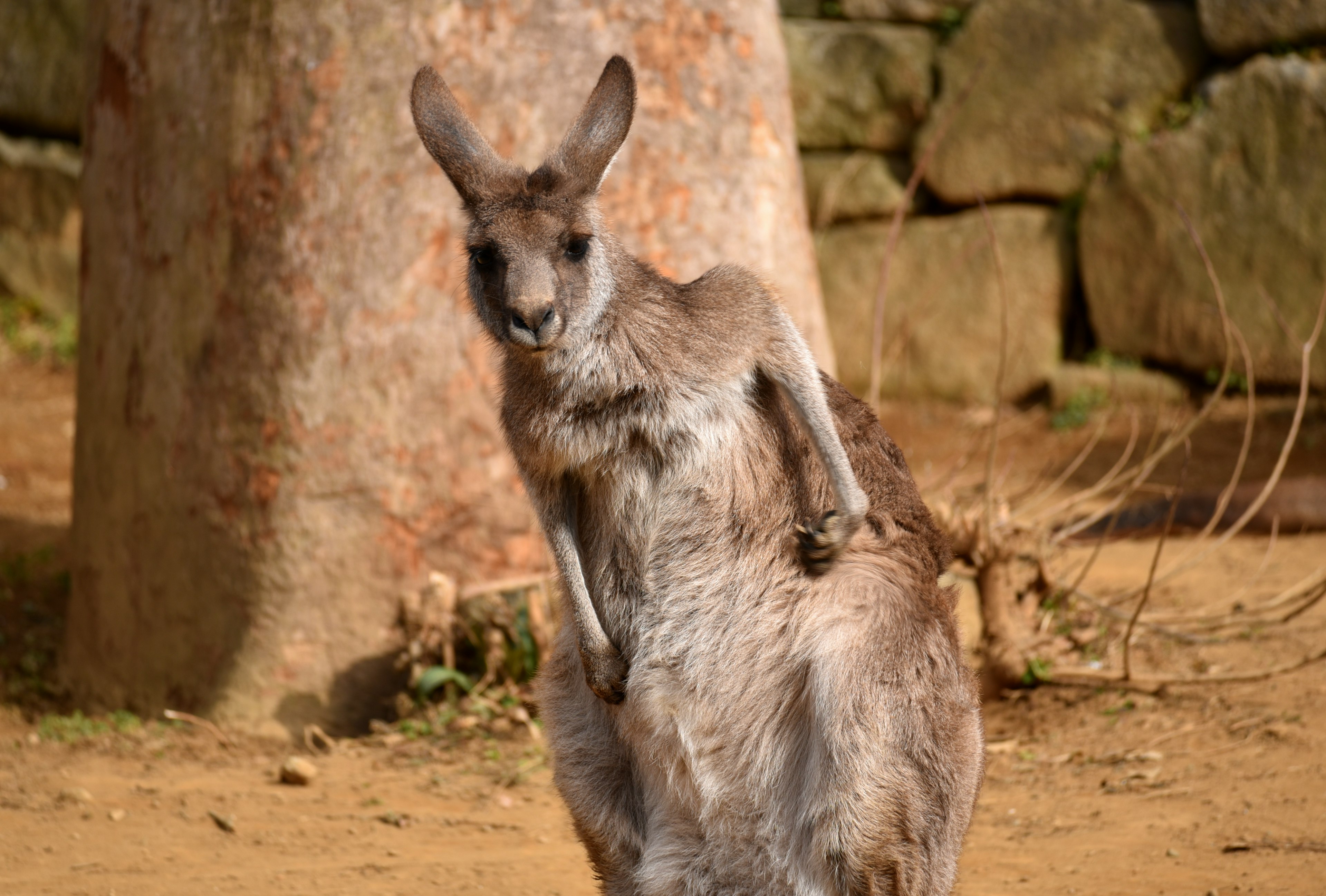 Un canguro de pie en un entorno natural con un fondo rocoso