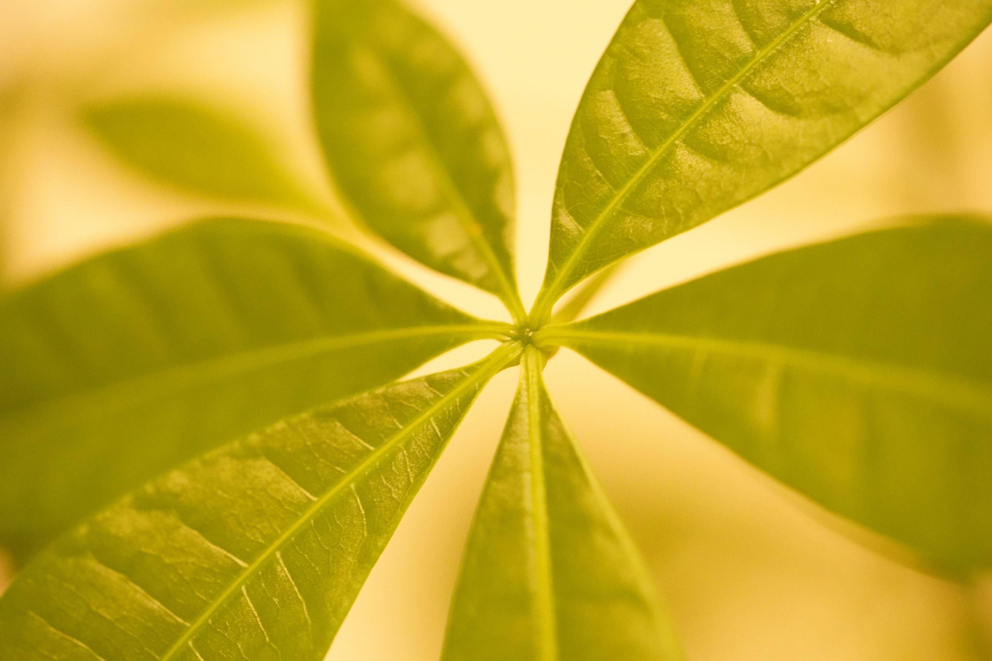 Gros plan d'une plante avec des feuilles vertes rayonnantes