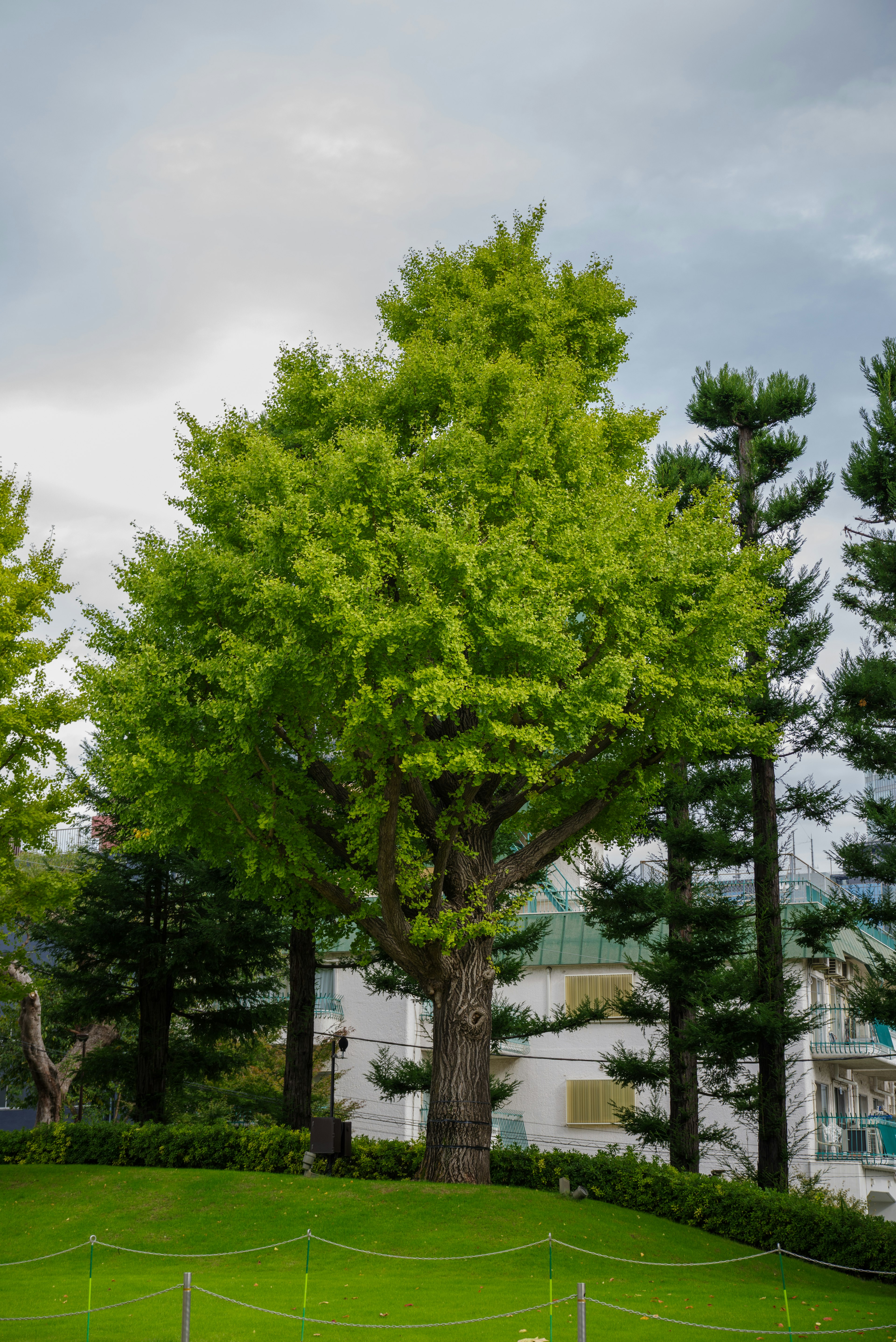 Large green tree with lush foliage surrounded by tall trees