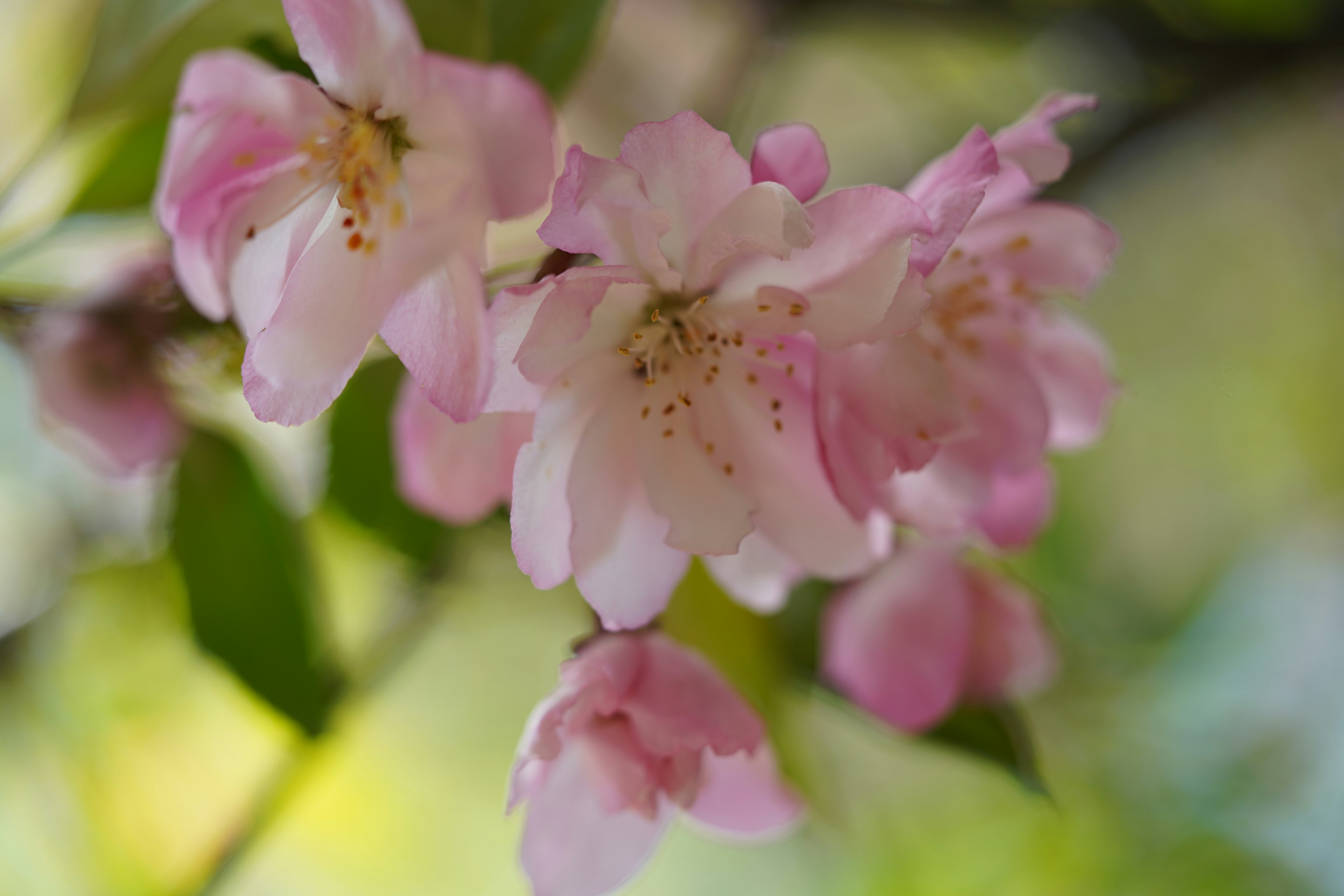 Kedekatan bunga pink halus di cabang