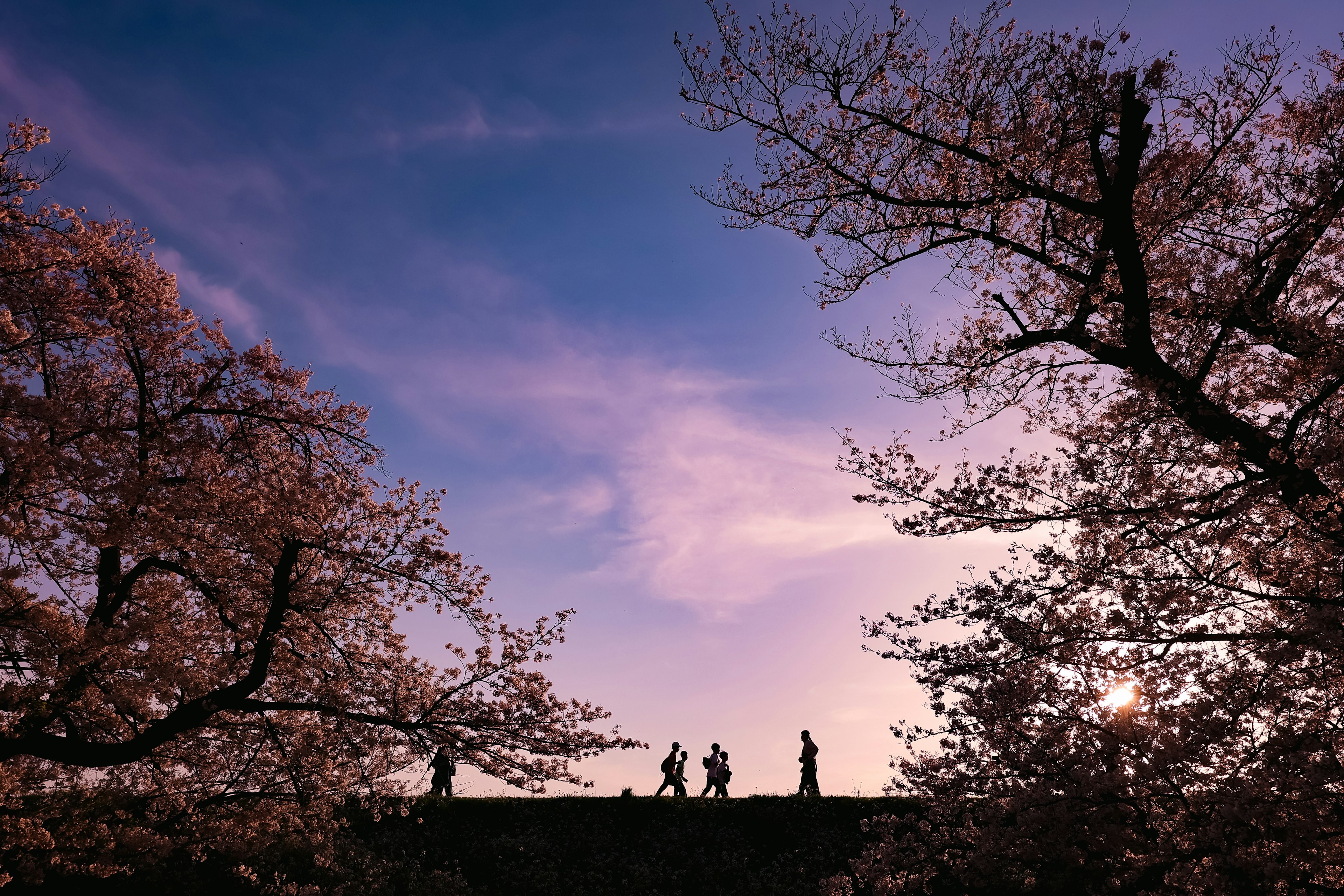 桜の木と夕焼けの空を背景にしたシルエットの人々