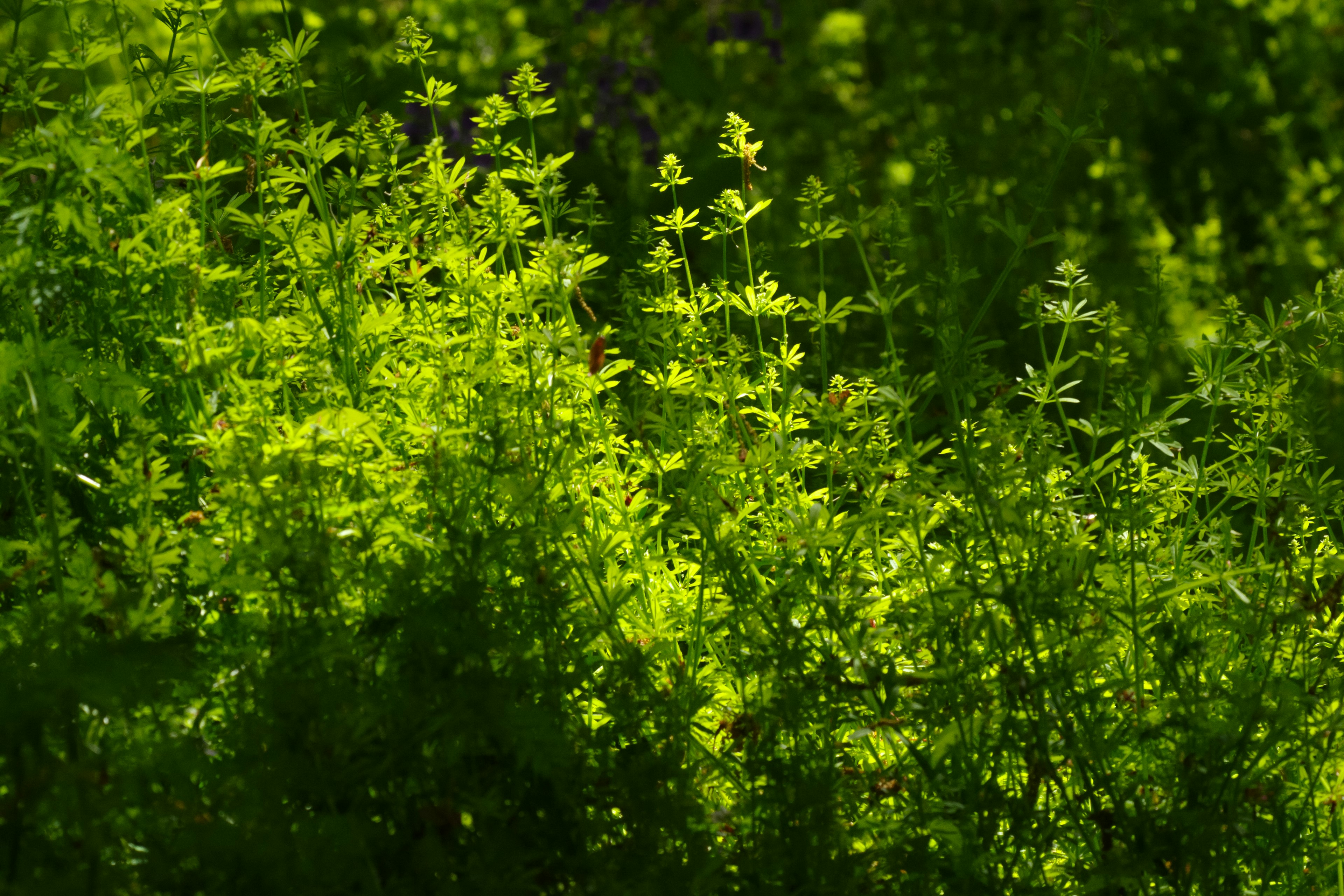 緑色の植物が生い茂る風景 陰影と明るさが特徴