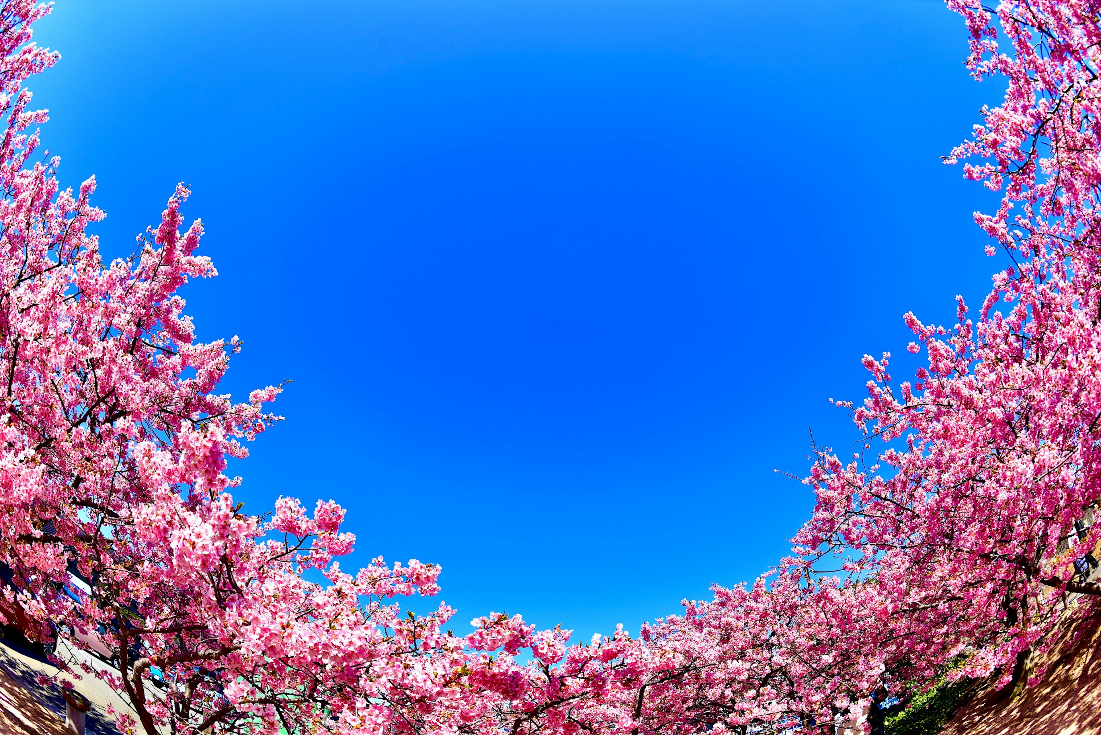 Cielo blu incorniciato da alberi di ciliegio in fiore